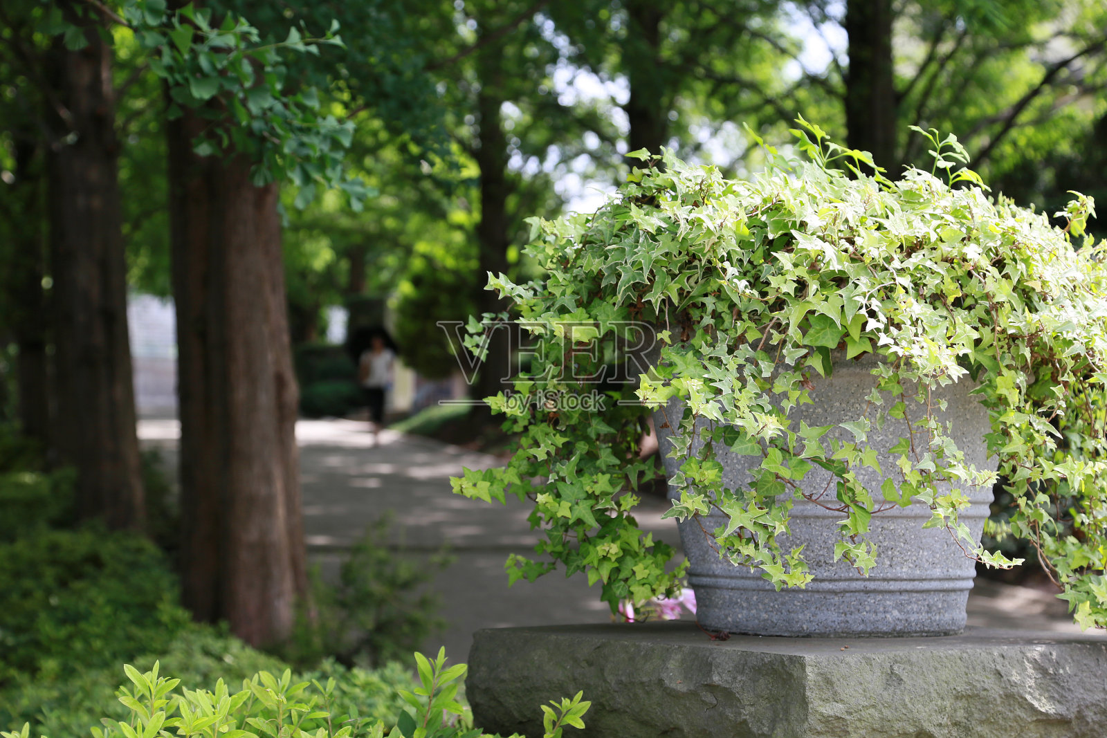 公园的绿色照片摄影图片