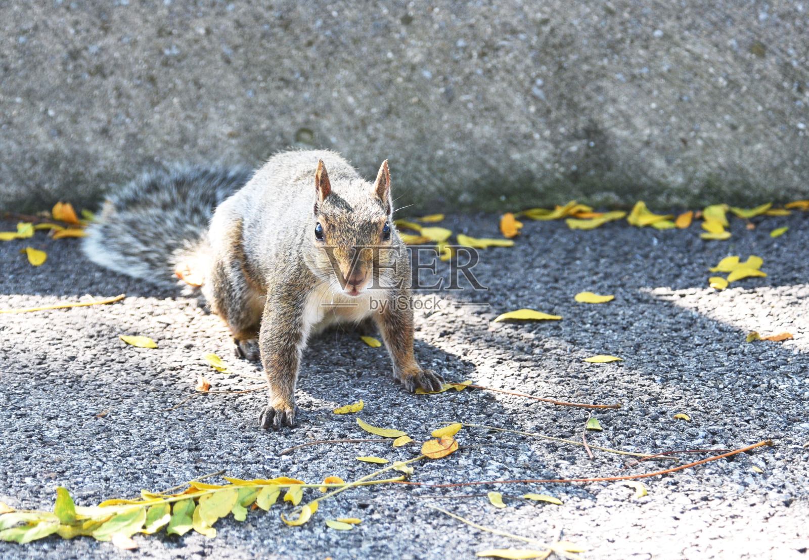 准备奔跑的松鼠照片摄影图片