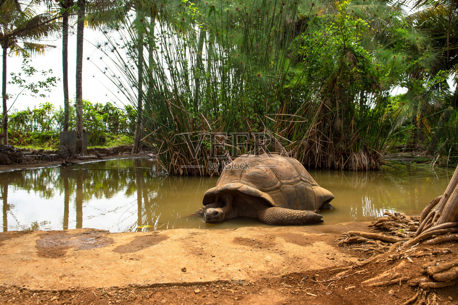 巨型海龟棕榈树池塘热带花园毛里求斯照片摄影图片