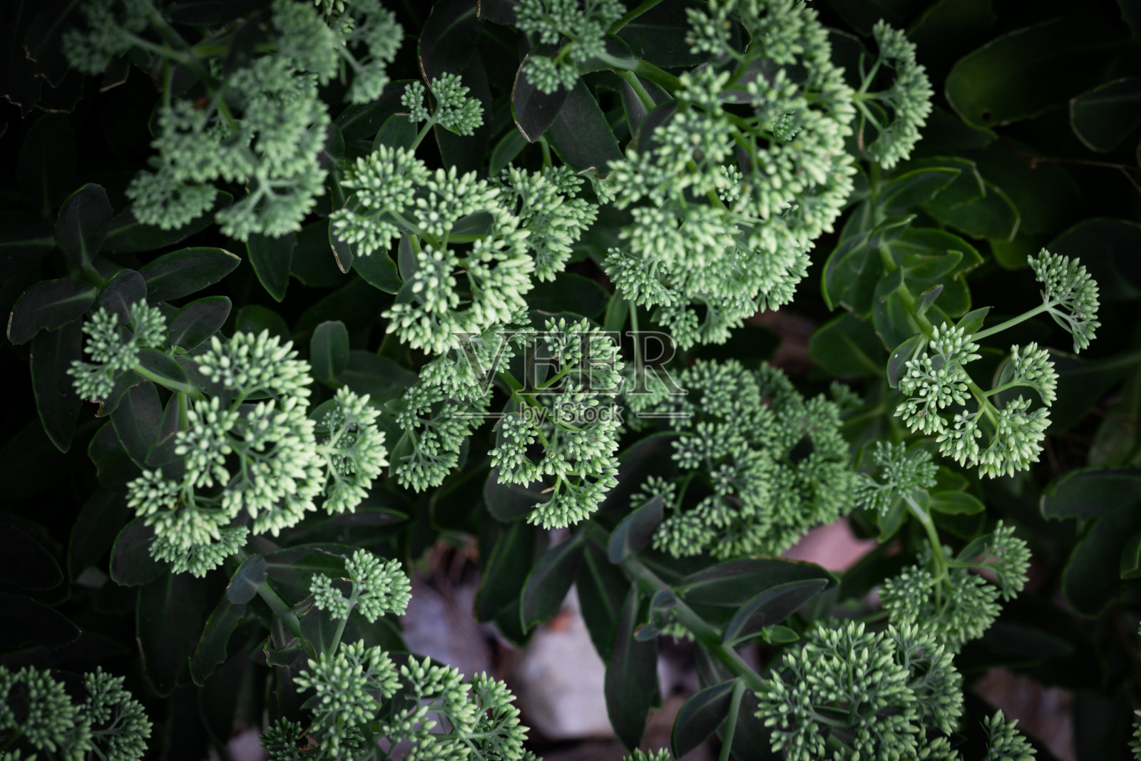 具有鸭色花瓣的装饰性植物照片摄影图片