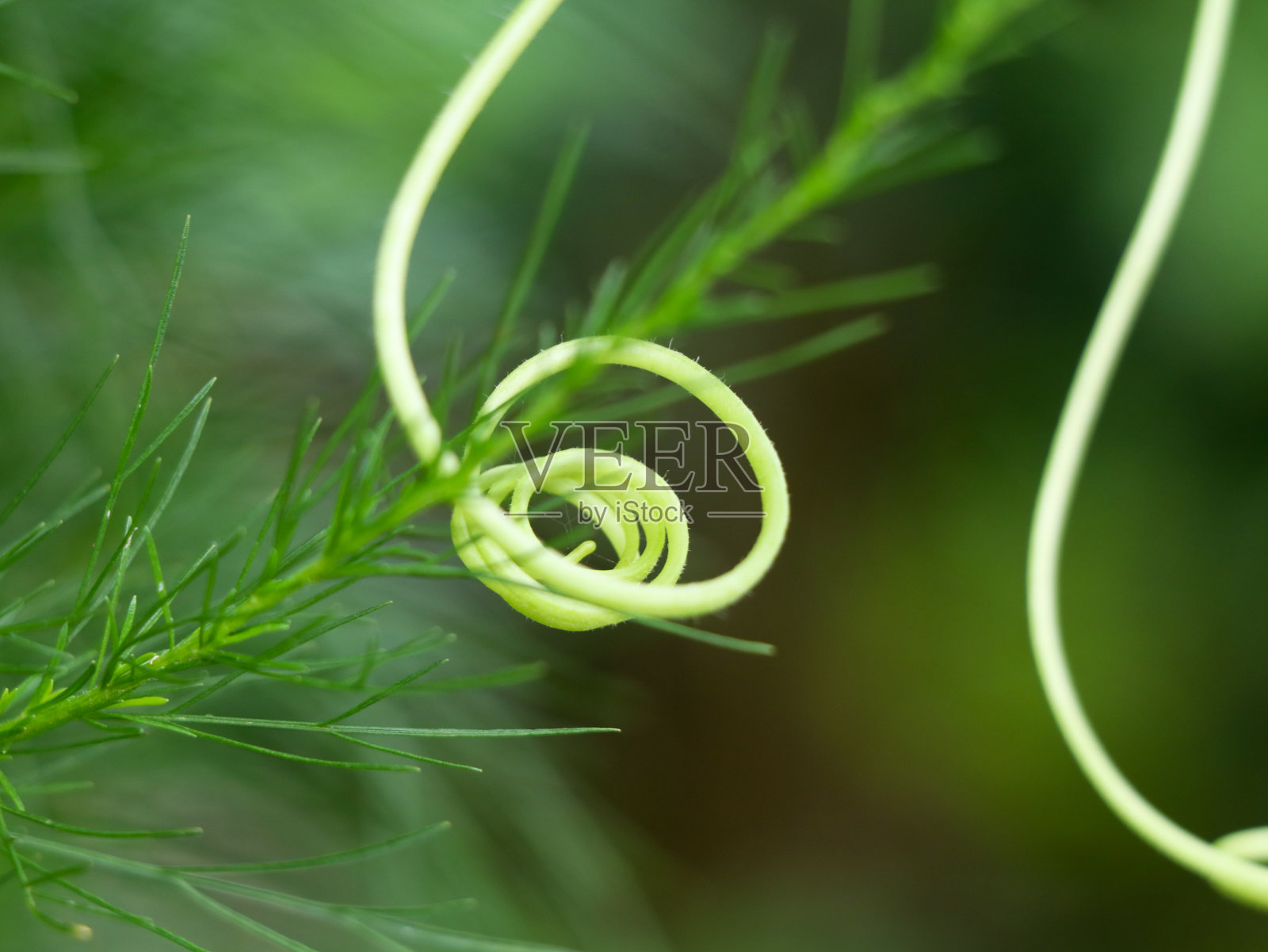 抓拍冬瓜或冬瓜春纤维特写照片摄影图片