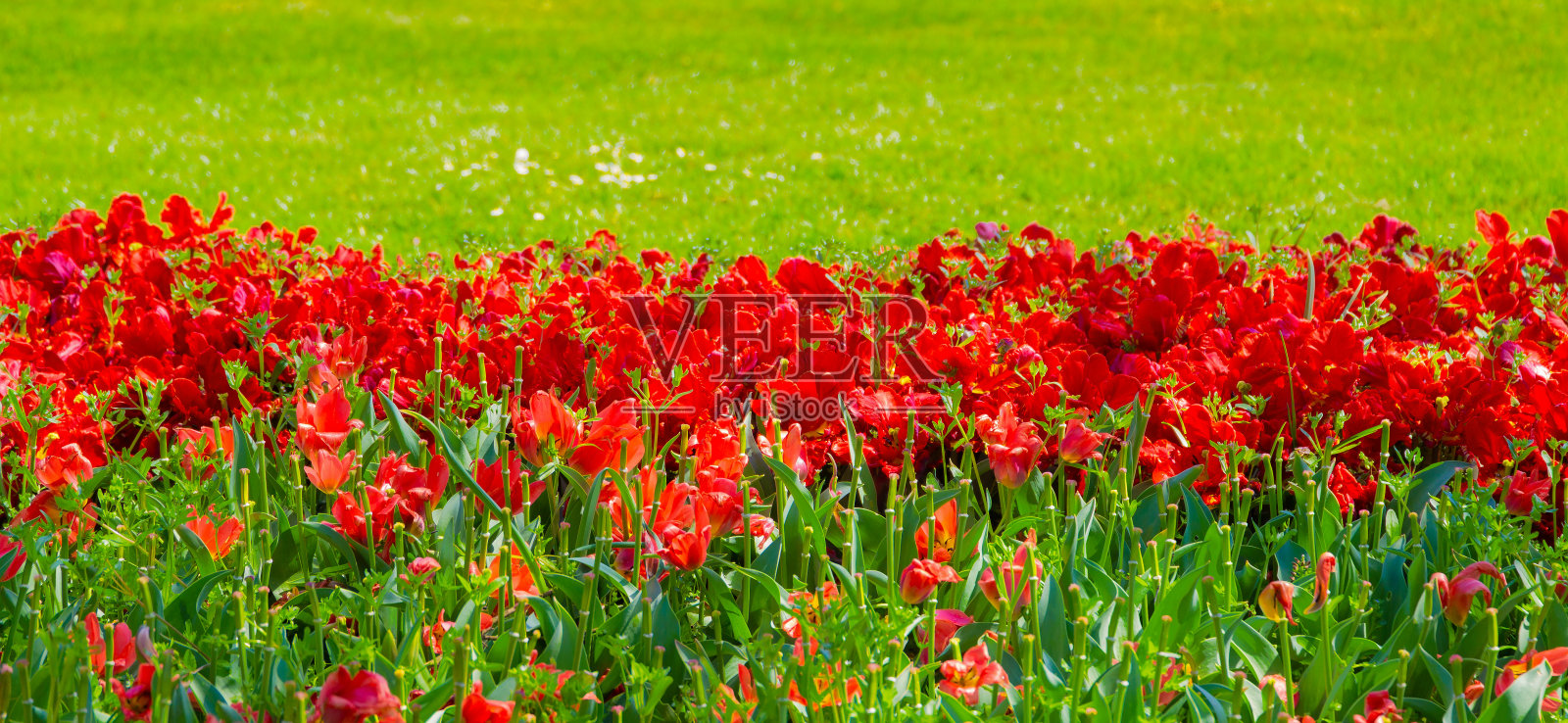美学壁纸花。红色郁金香盛开的背景。照片摄影图片