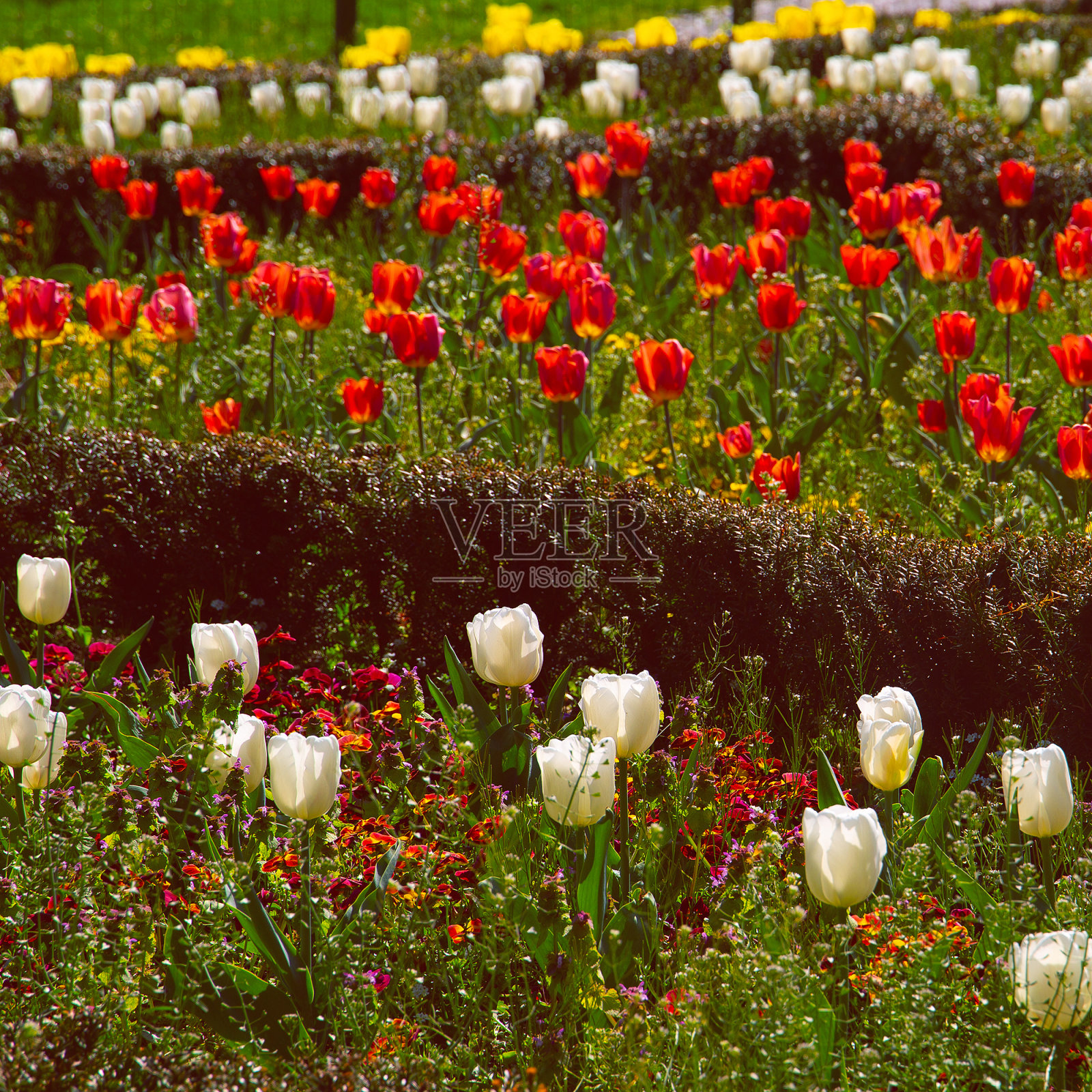 自然美学的壁纸。混合郁金香盛开的背景。照片摄影图片