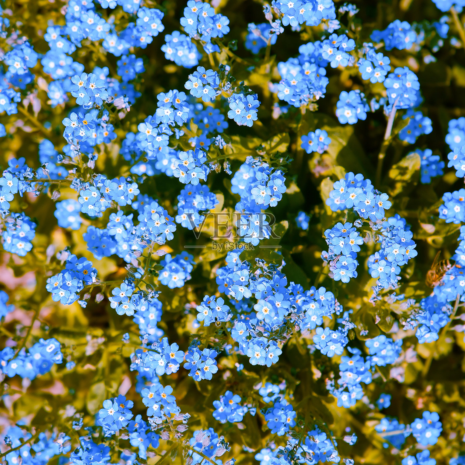 审美时尚壁纸。蓝色野花背景照片摄影图片