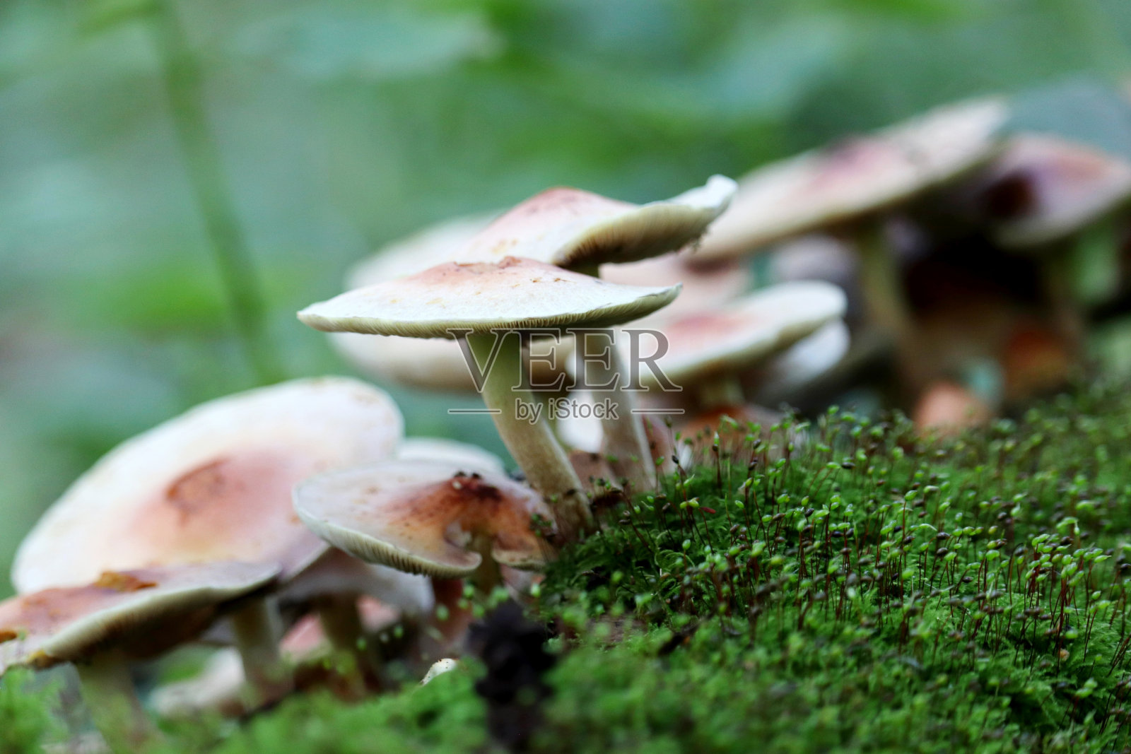 森林里有蘑菇和青苔照片摄影图片