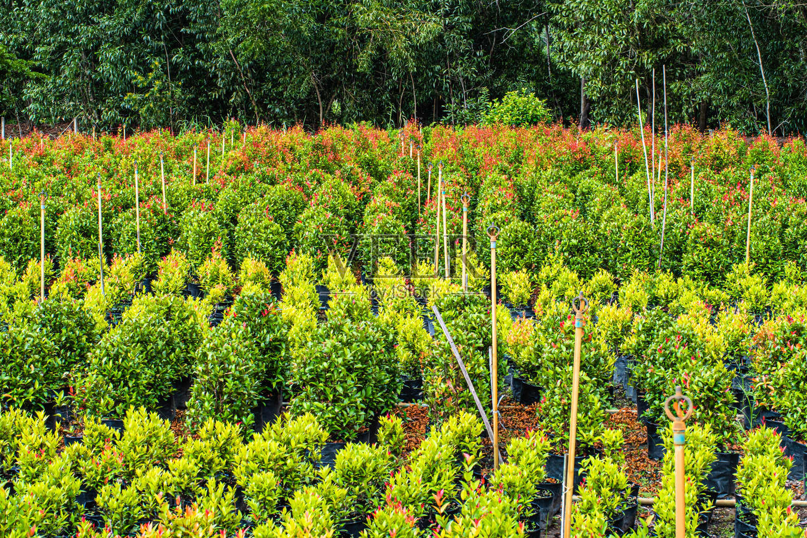 景观的农场和花园一排植物照片摄影图片