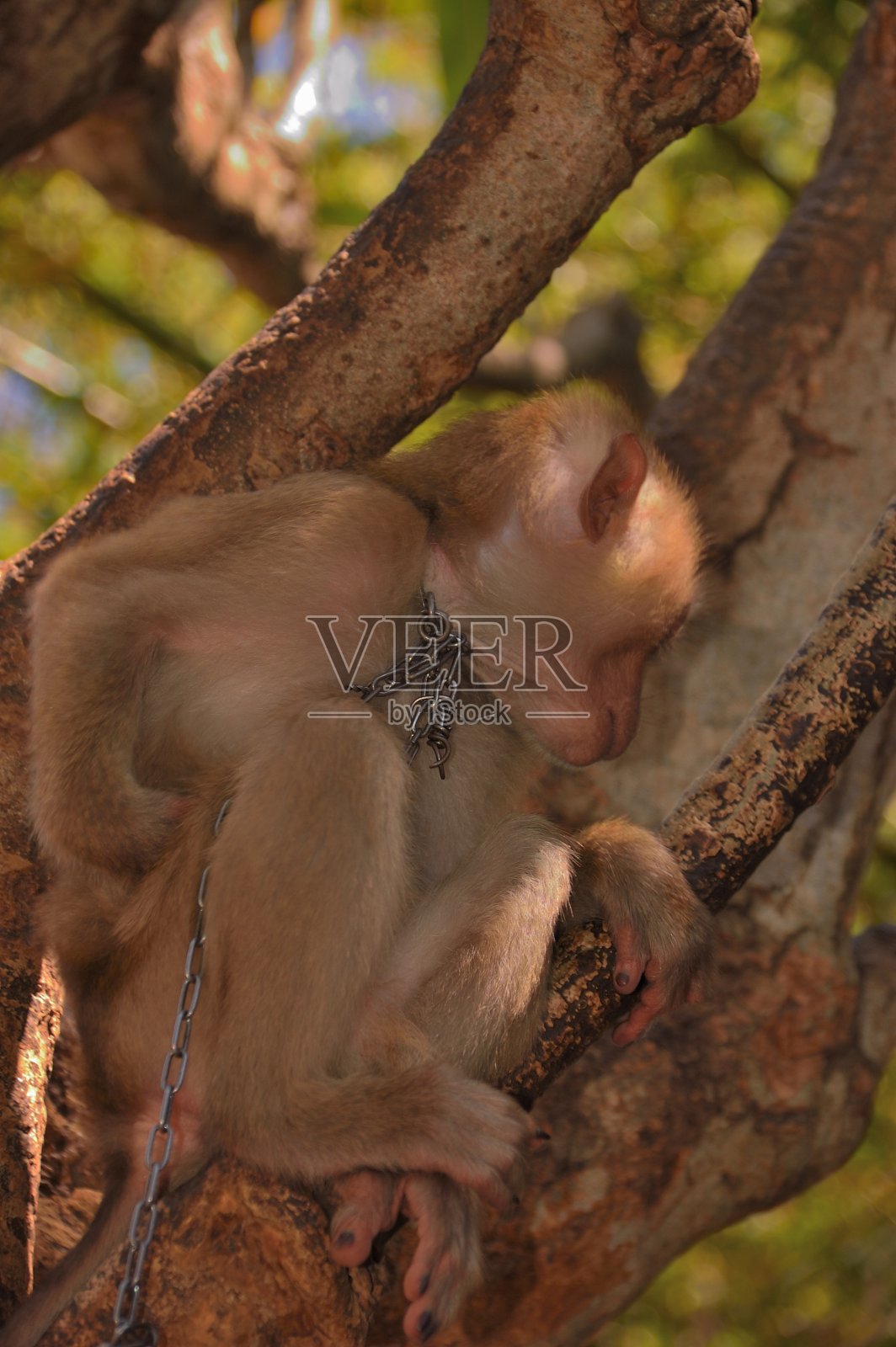 囚禁吃螃蟹的猕猴锁-二照片摄影图片