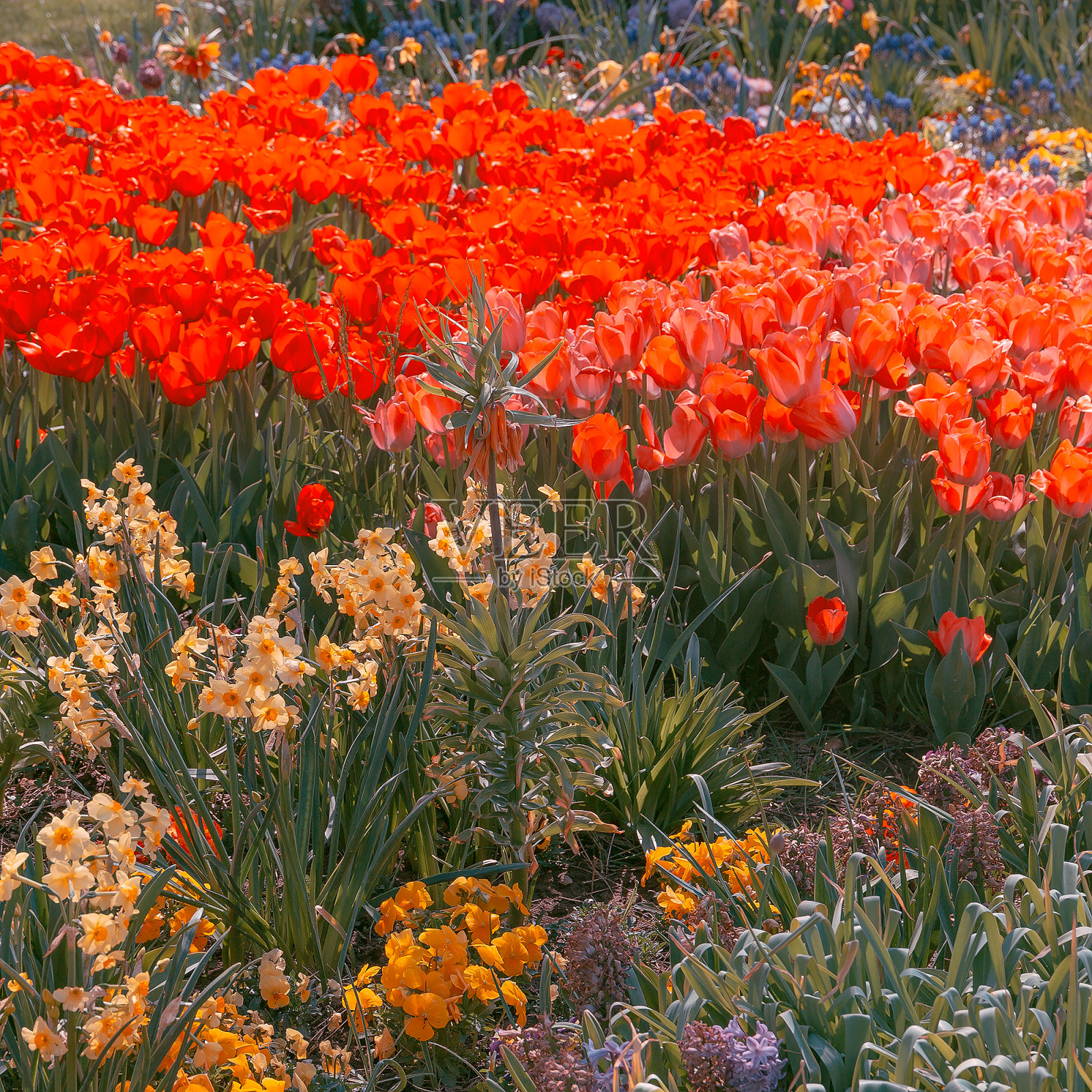 美学壁纸花。野外盛开的背景。照片摄影图片