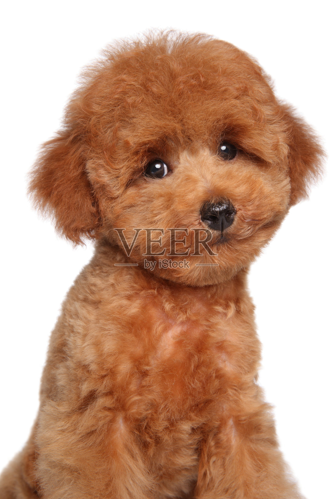 白色背景上的玩具狮子狗狗照片摄影图片