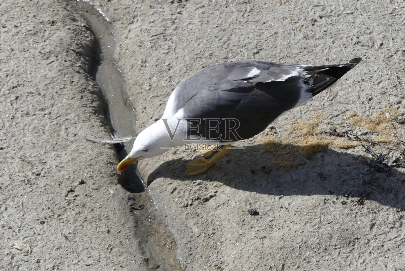 渴了海鸥照片摄影图片