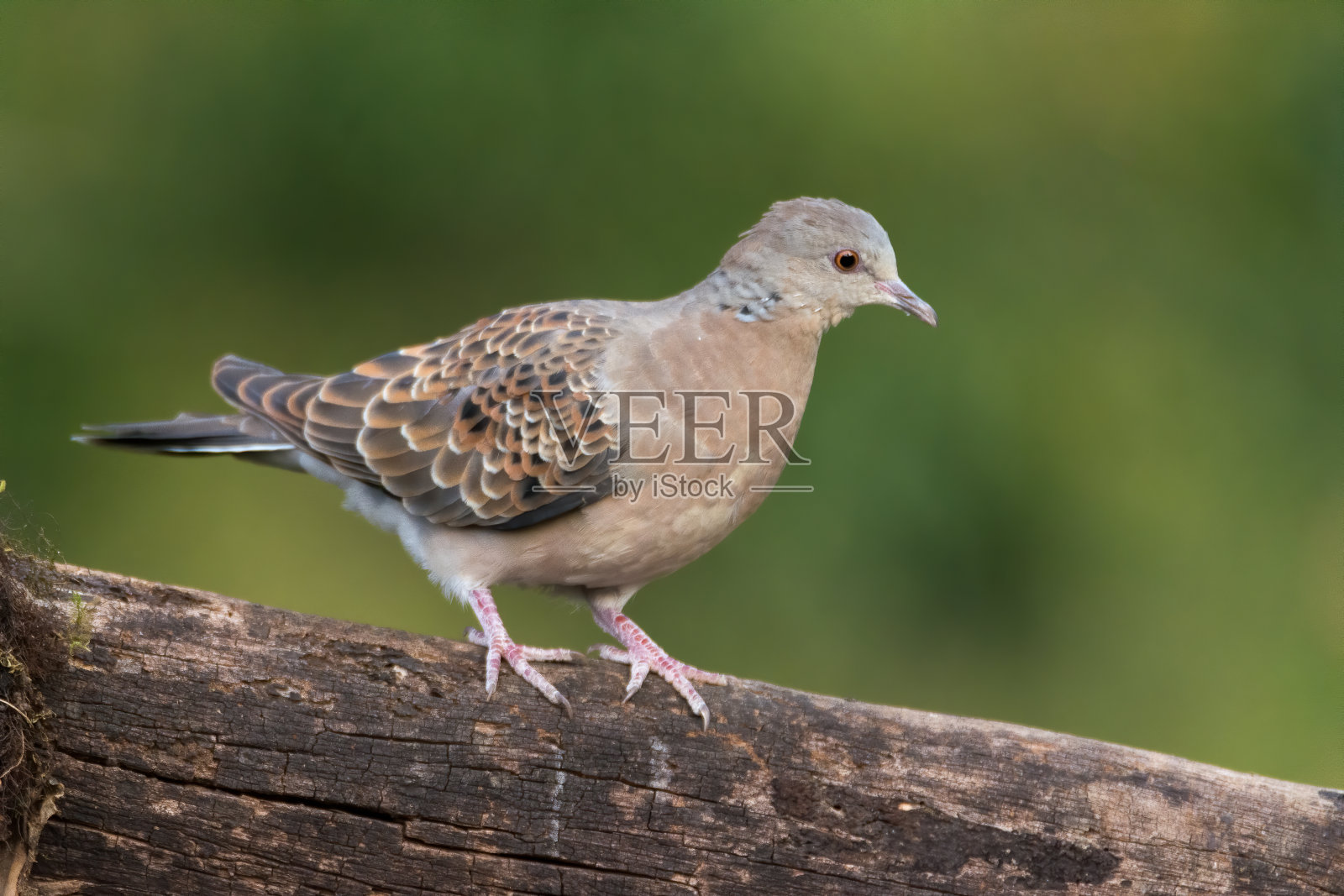 东方斑鸠照片摄影图片