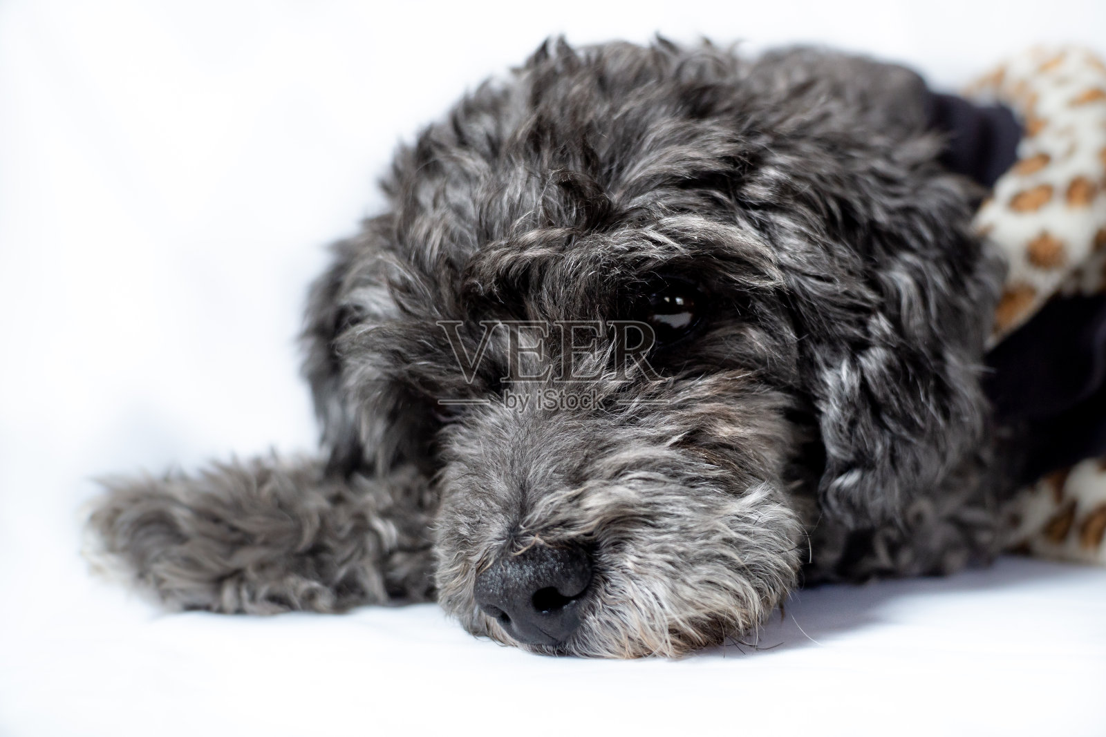 一只狗躺着休息，沉思，忧郁照片摄影图片