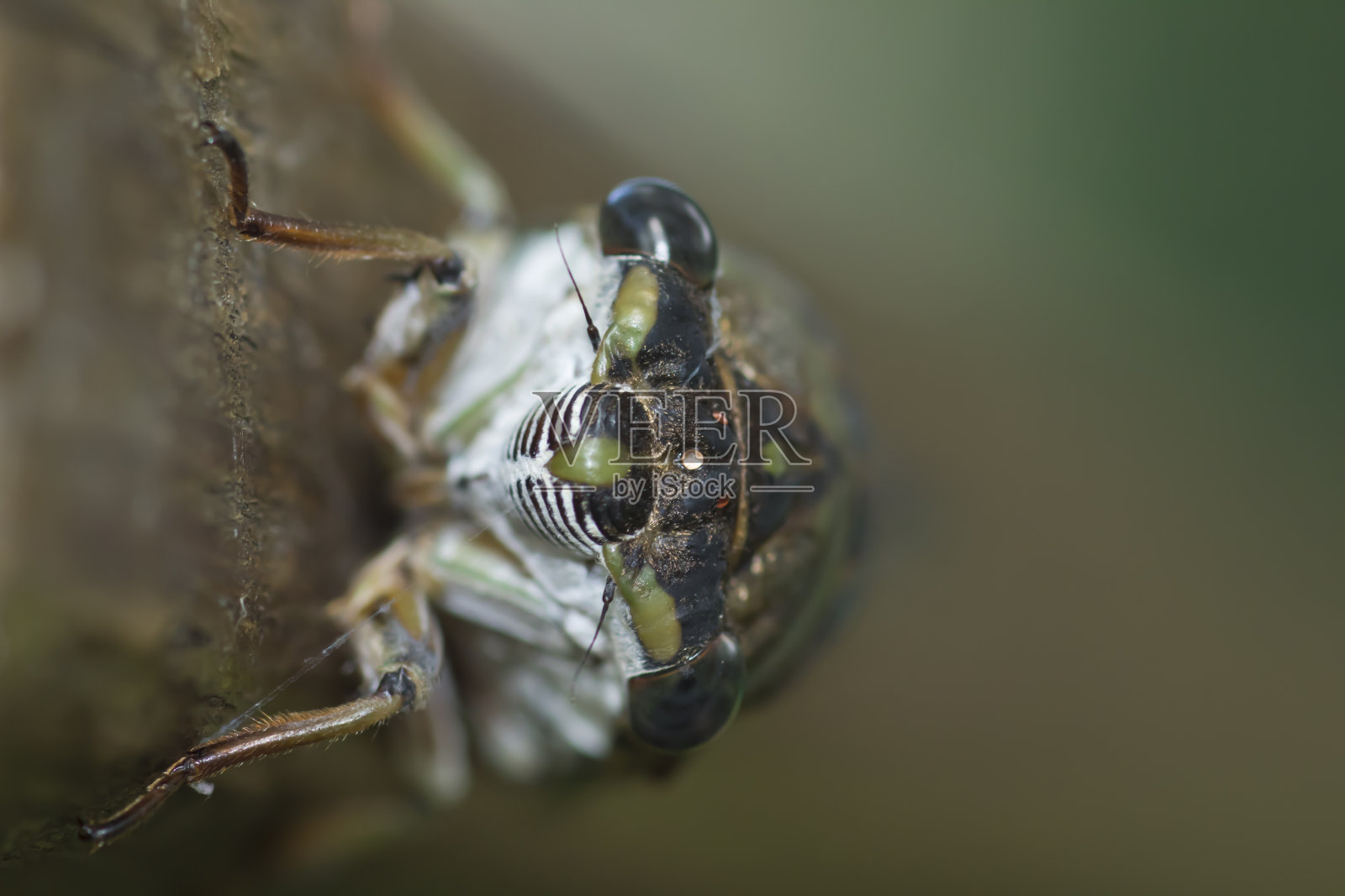 蝉在它的一侧照片摄影图片