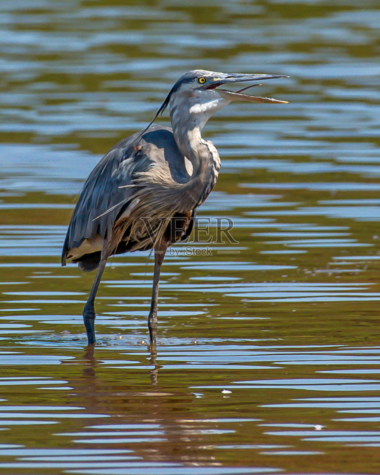大蓝鹭照片摄影图片