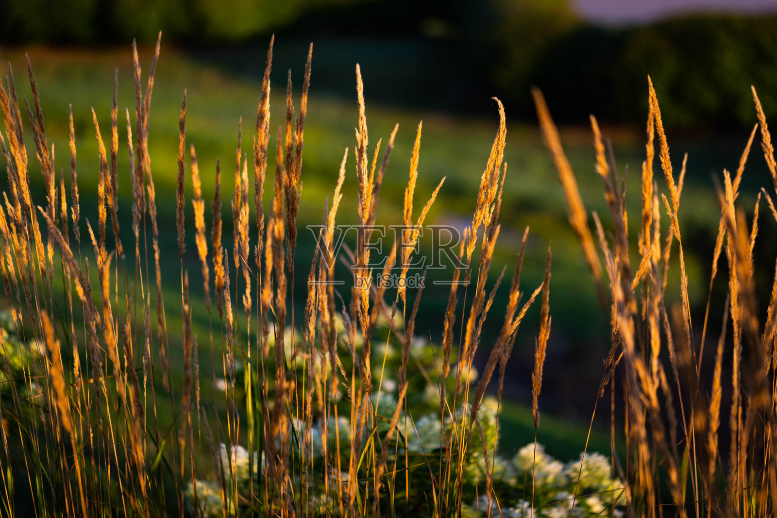 干草在早晨的阳光下排成一行照片摄影图片