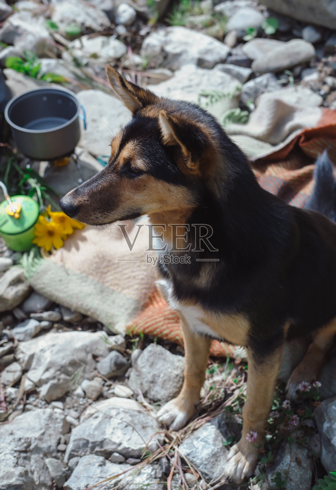 一个可爱的狗没有品种就像牧羊犬。照片摄影图片