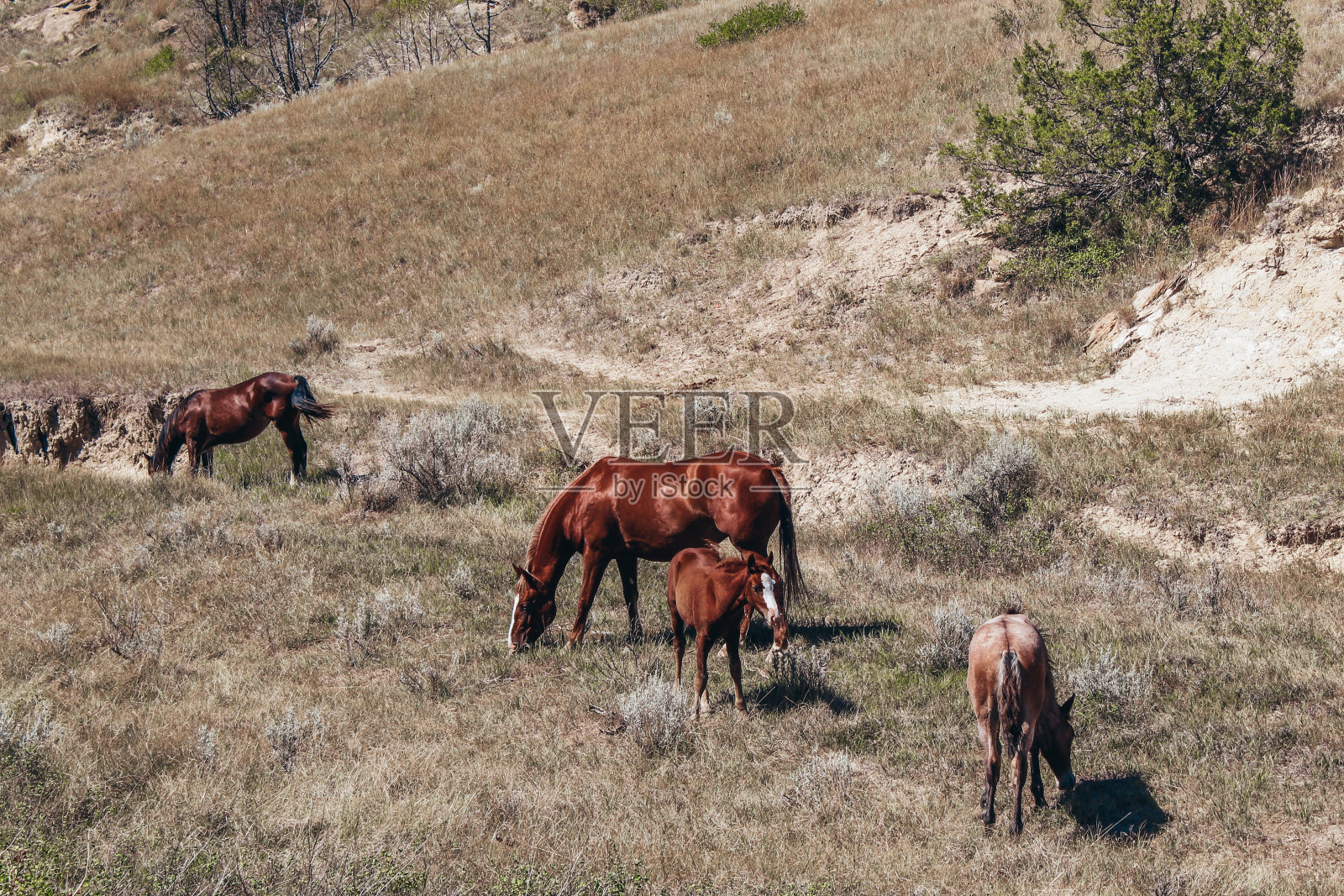 野地里的野马照片摄影图片