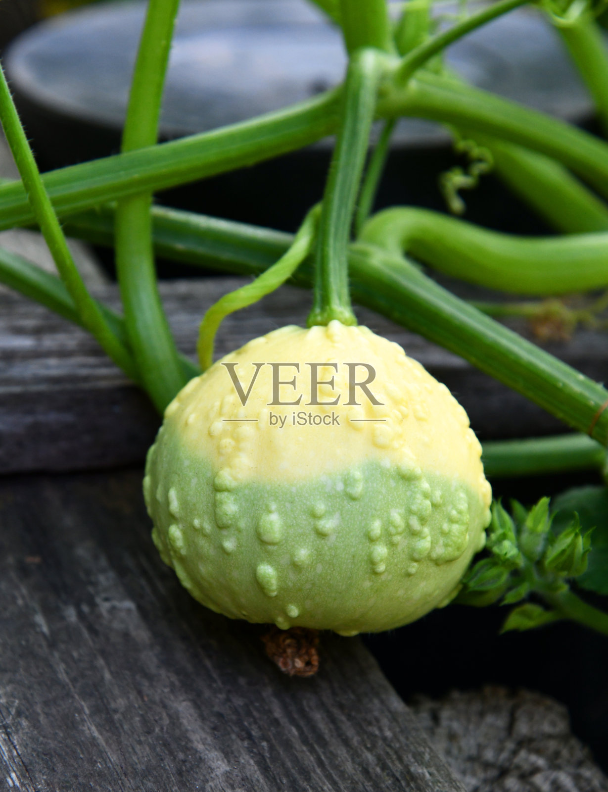 观赏南瓜照片摄影图片