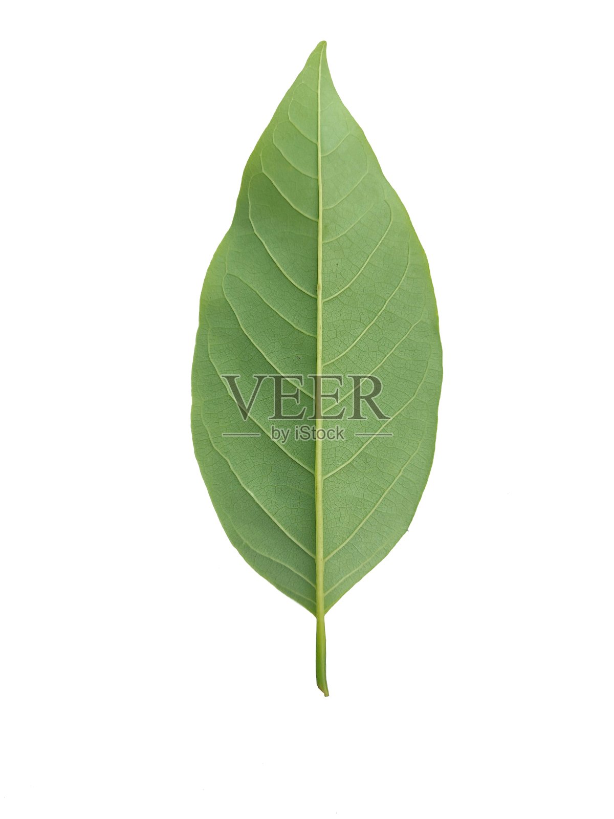 绿色的叶子照片摄影图片