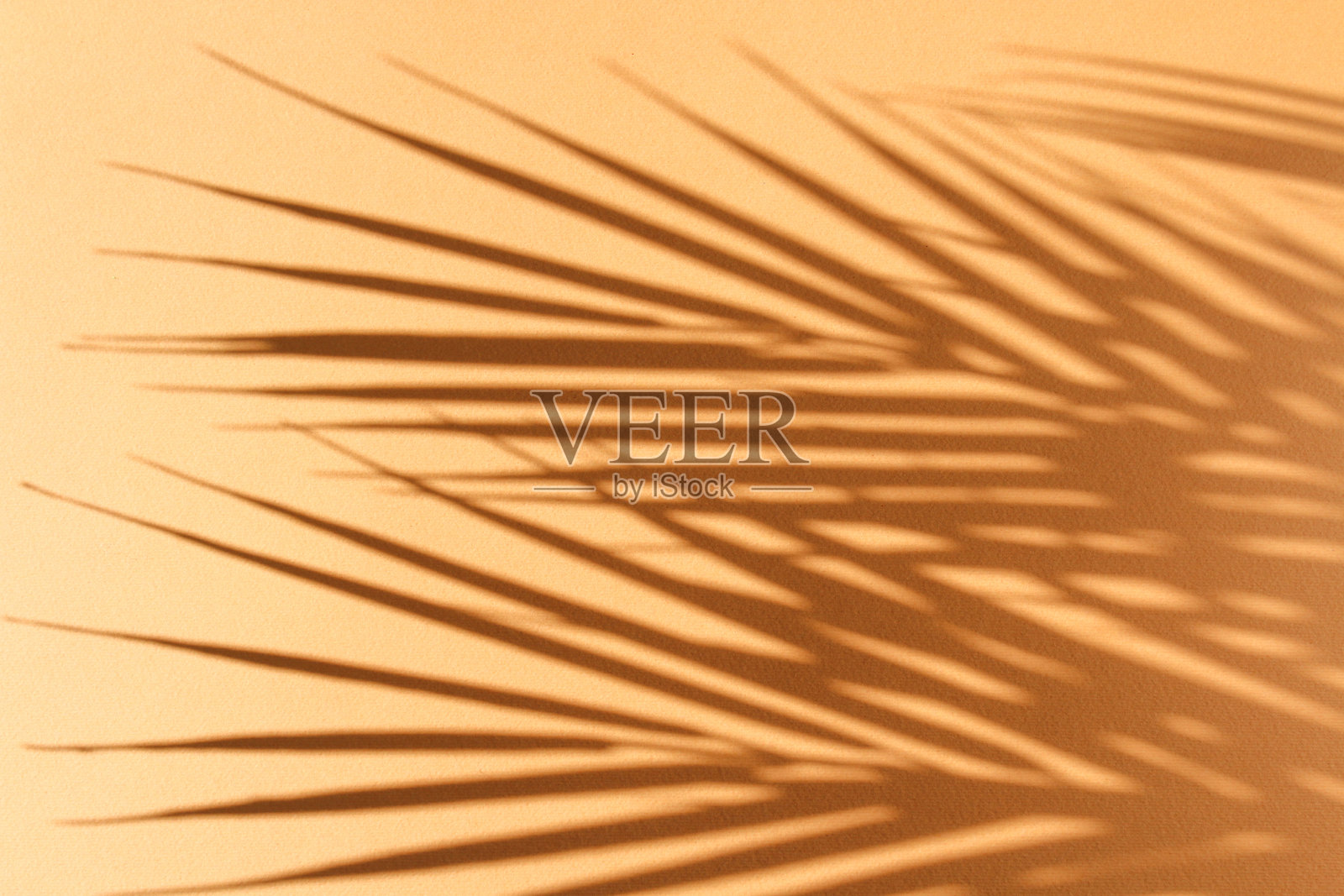 橙色背景上的棕榈叶和它们的影子。照片摄影图片