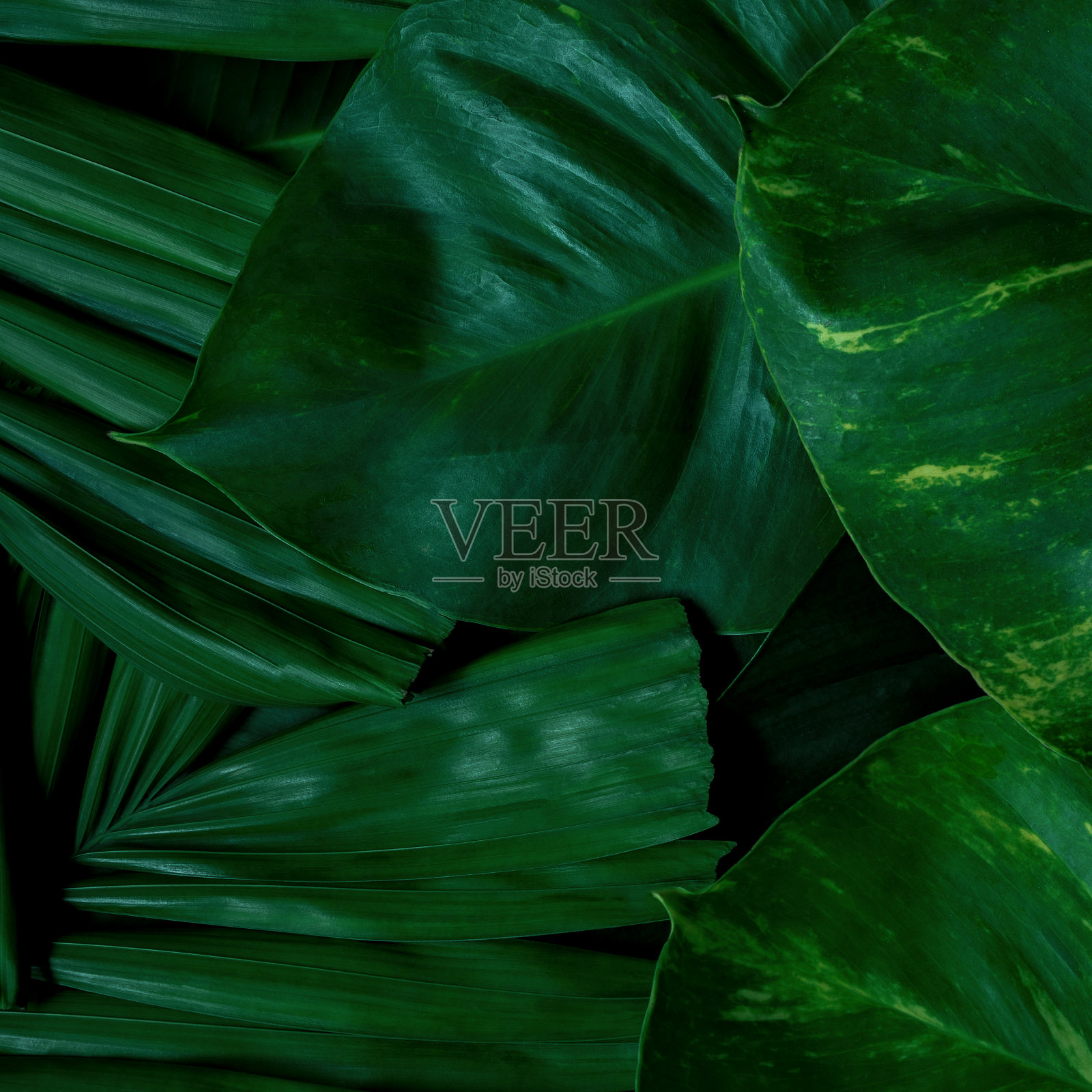 抽象绿叶纹理，自然背景，热带叶照片摄影图片