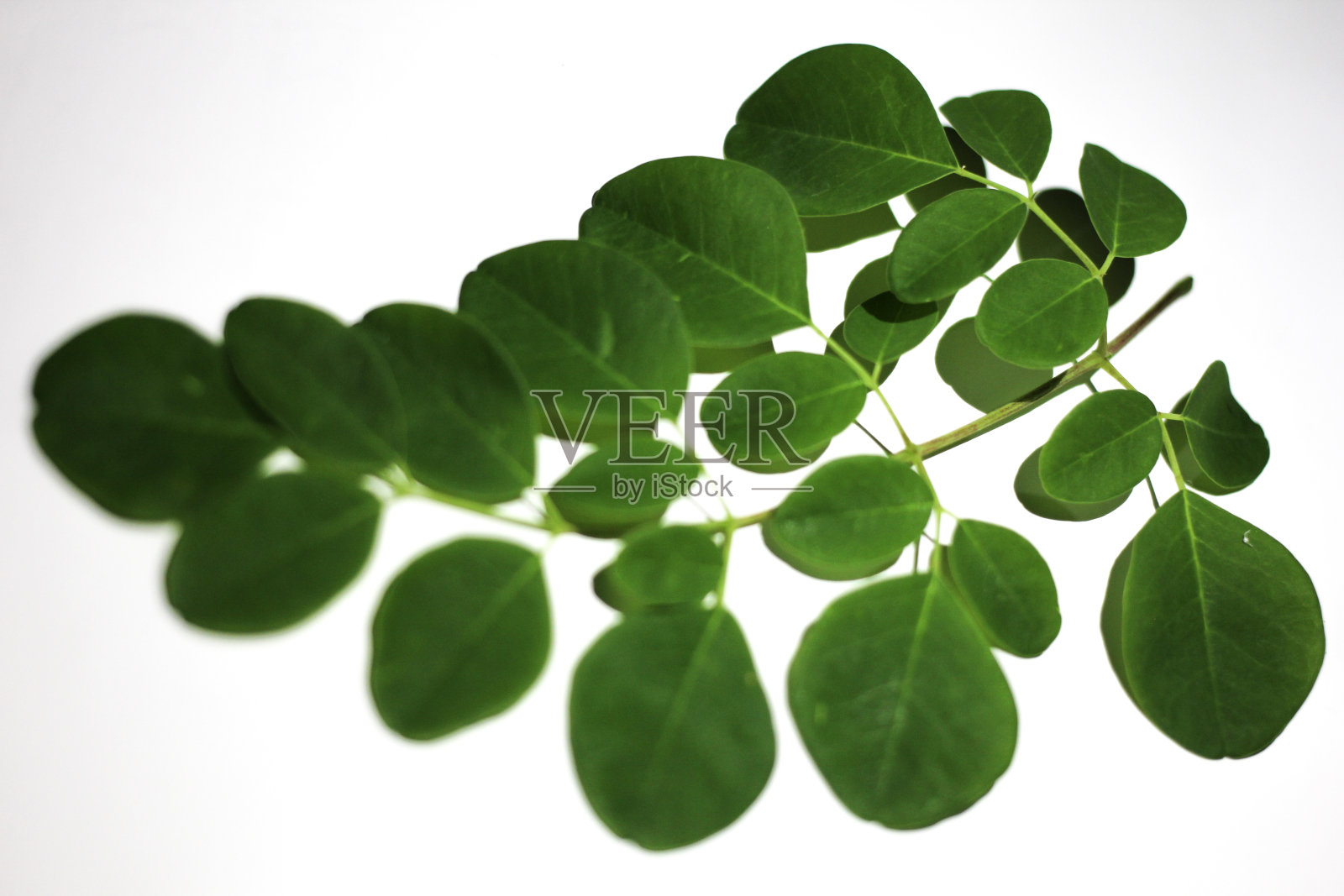 辣木属叶照片摄影图片