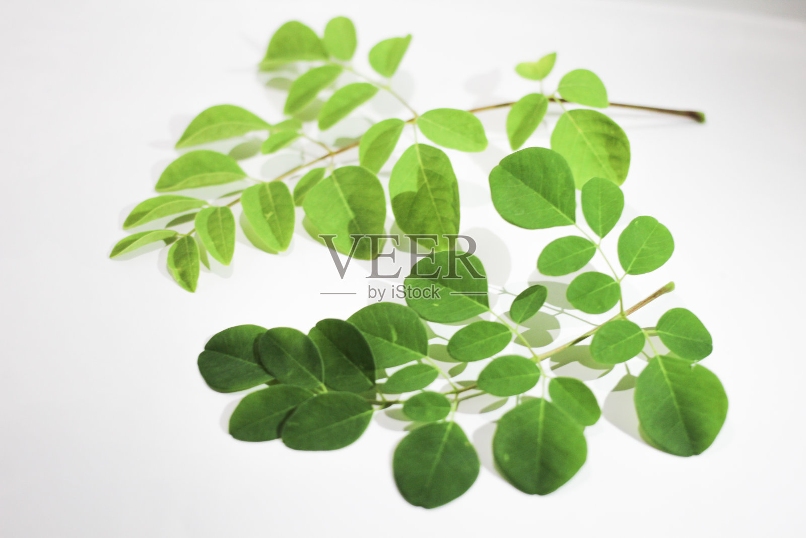 辣木属叶照片摄影图片