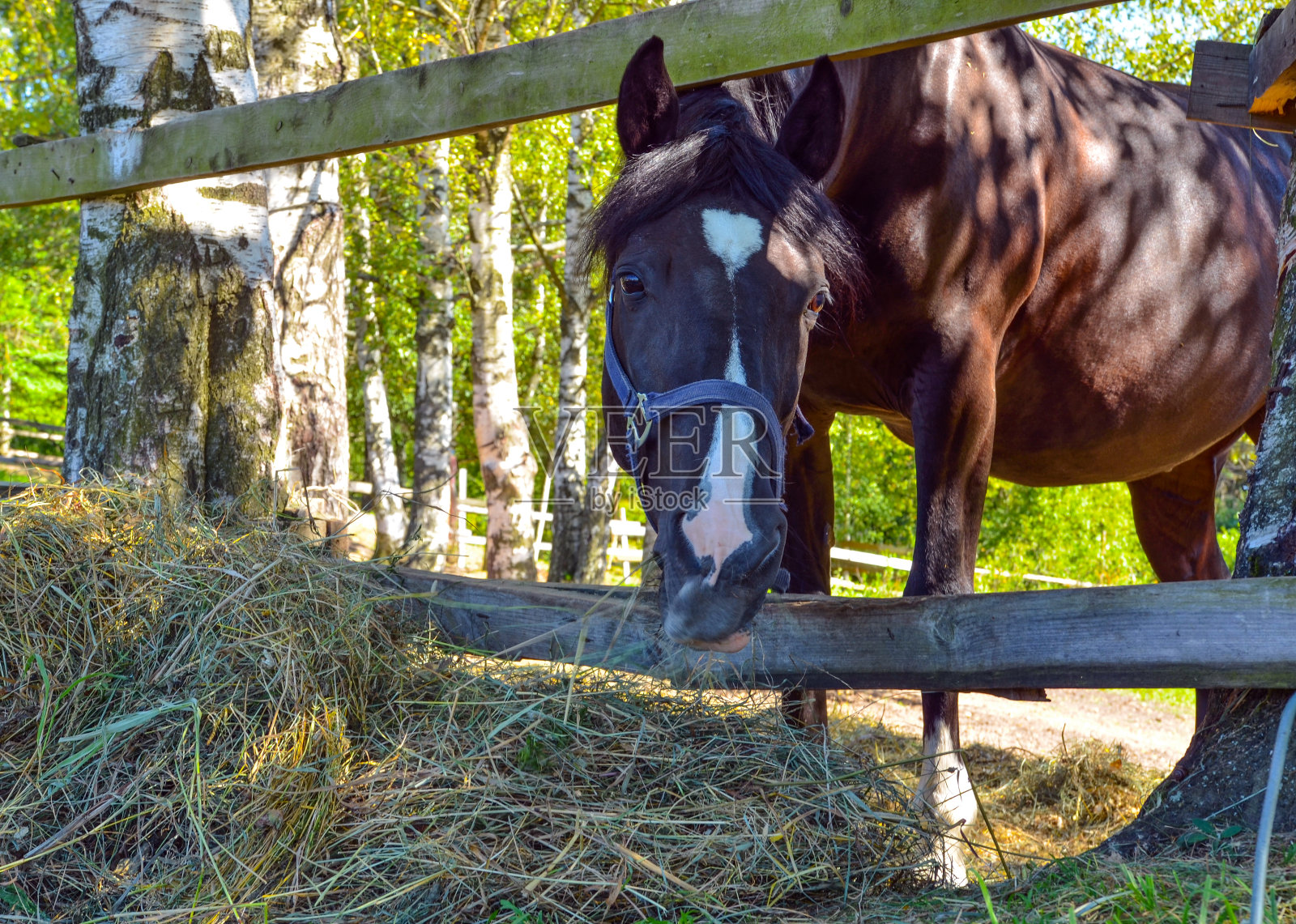 在木栅栏旁吃干草的马照片摄影图片