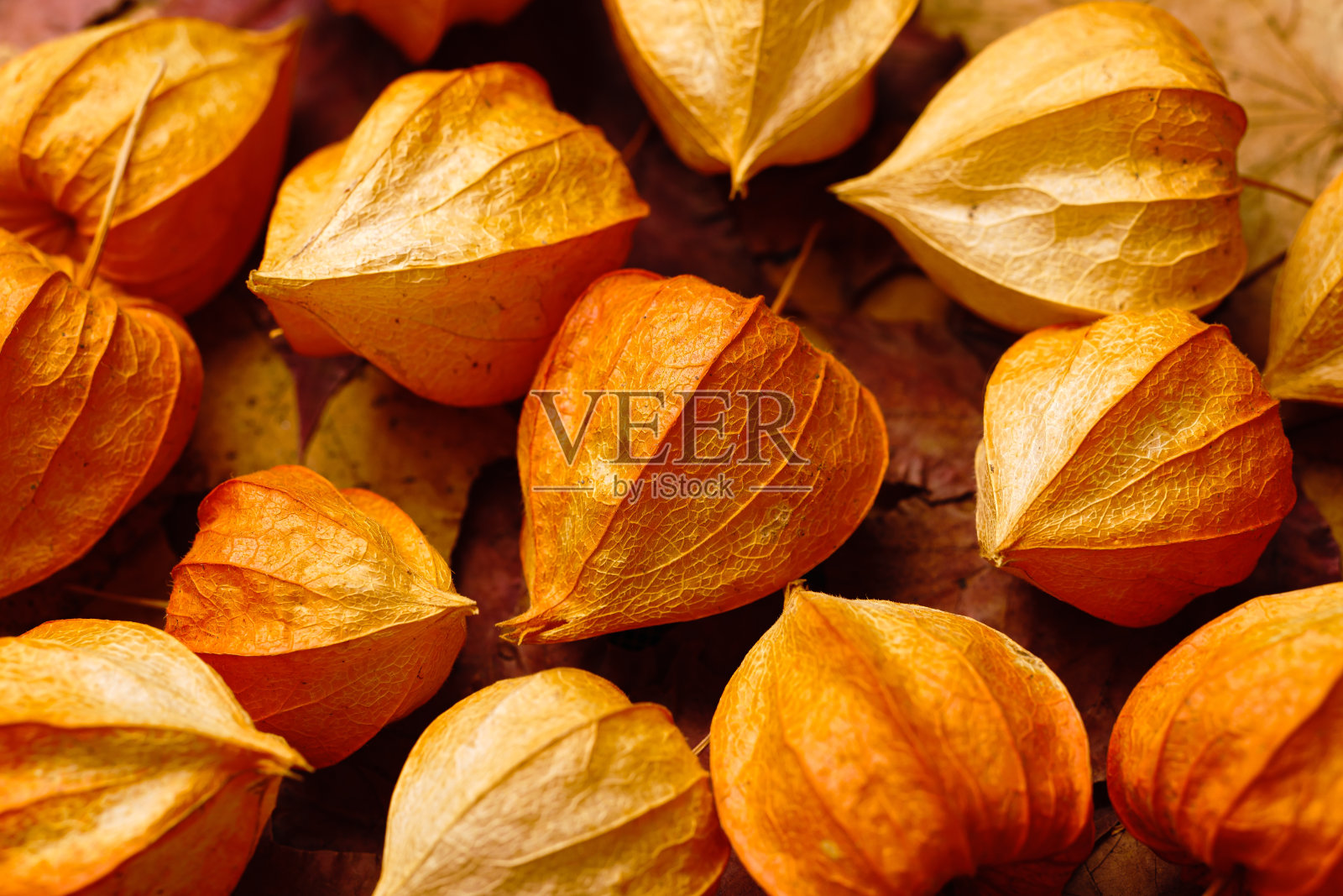 酸浆或中国灯笼特写。照片摄影图片