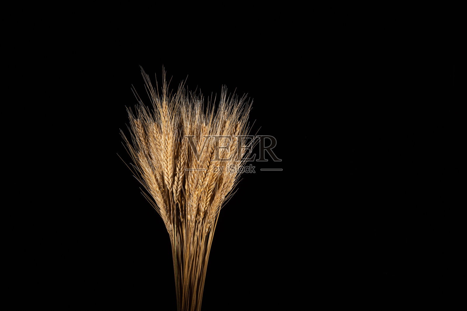 黑麦的穗子照片摄影图片