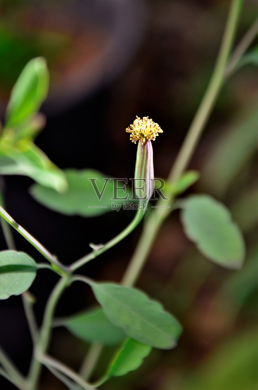 花园中紫竹花照片摄影图片