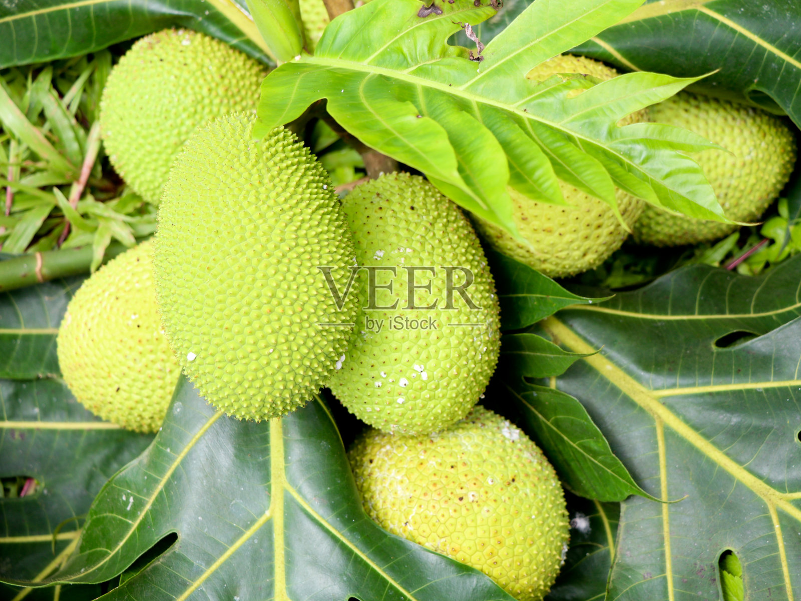 生面包果(Artocarpus altilis)保持在青苔背景中，选择性聚焦照片摄影图片