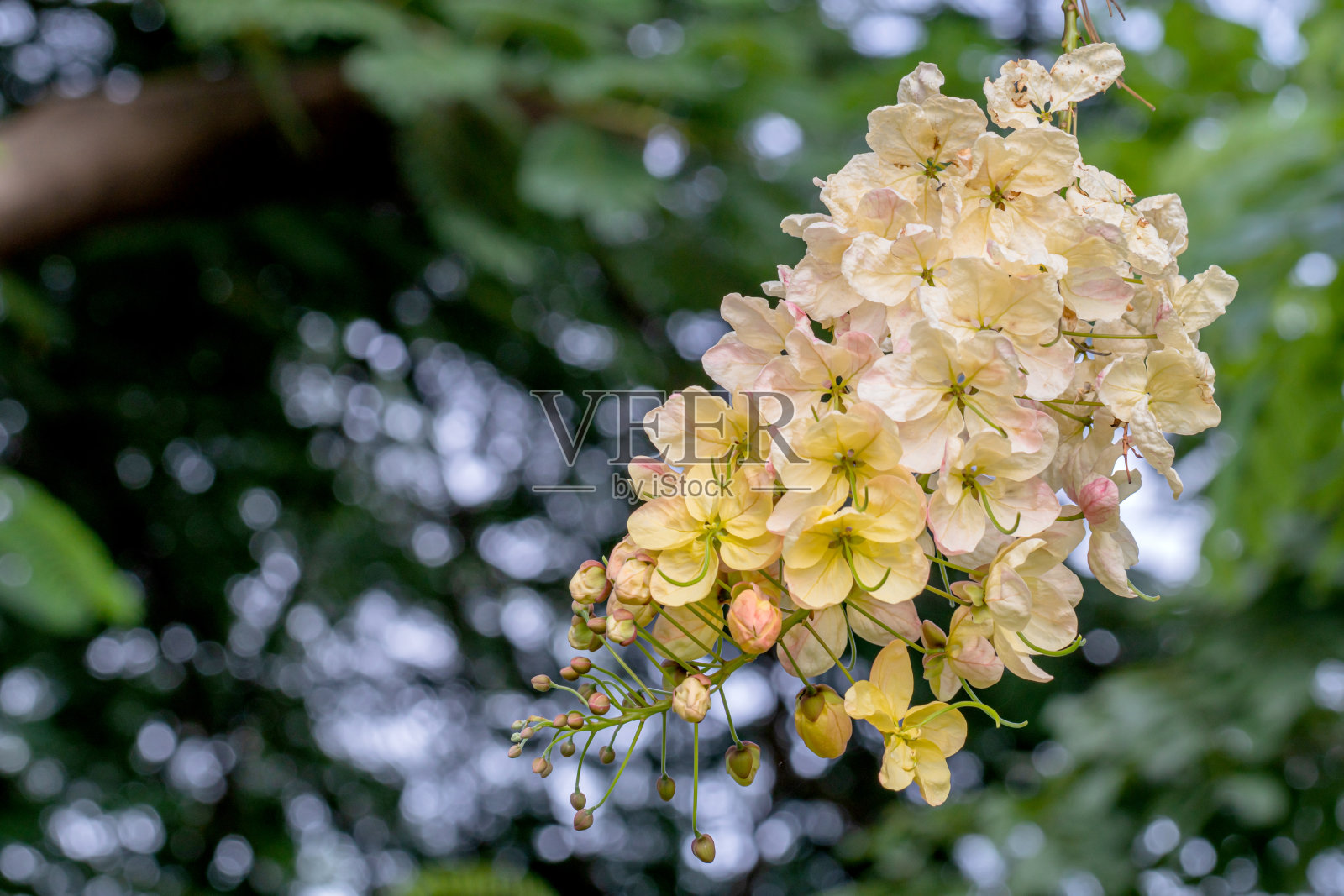 选择性聚焦美丽决明子瘘管花盛开在花园里。照片摄影图片