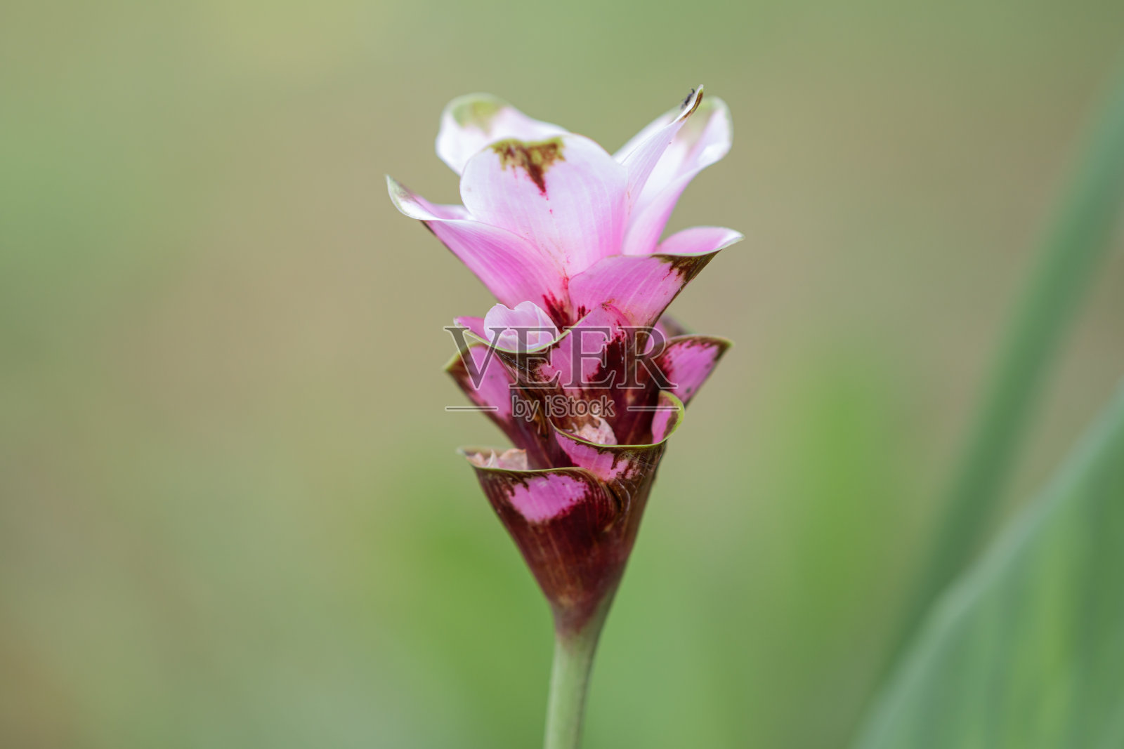 粉红色的姜黄花在花园里。暹罗郁金香或夏季郁金香花是一种原产于泰国的热带植物。照片摄影图片