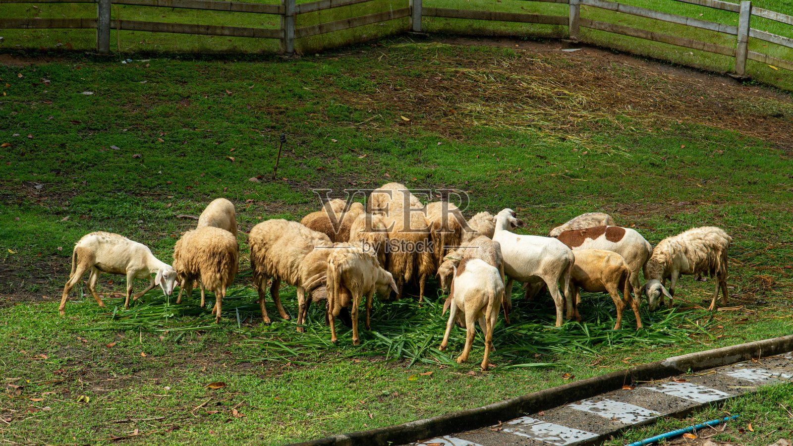 一群羊在绿色的草地上散步照片摄影图片
