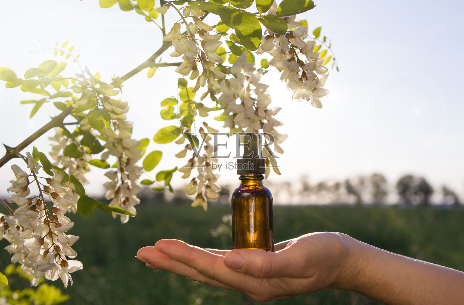 金合欢精油滴瓶。复制speace照片摄影图片