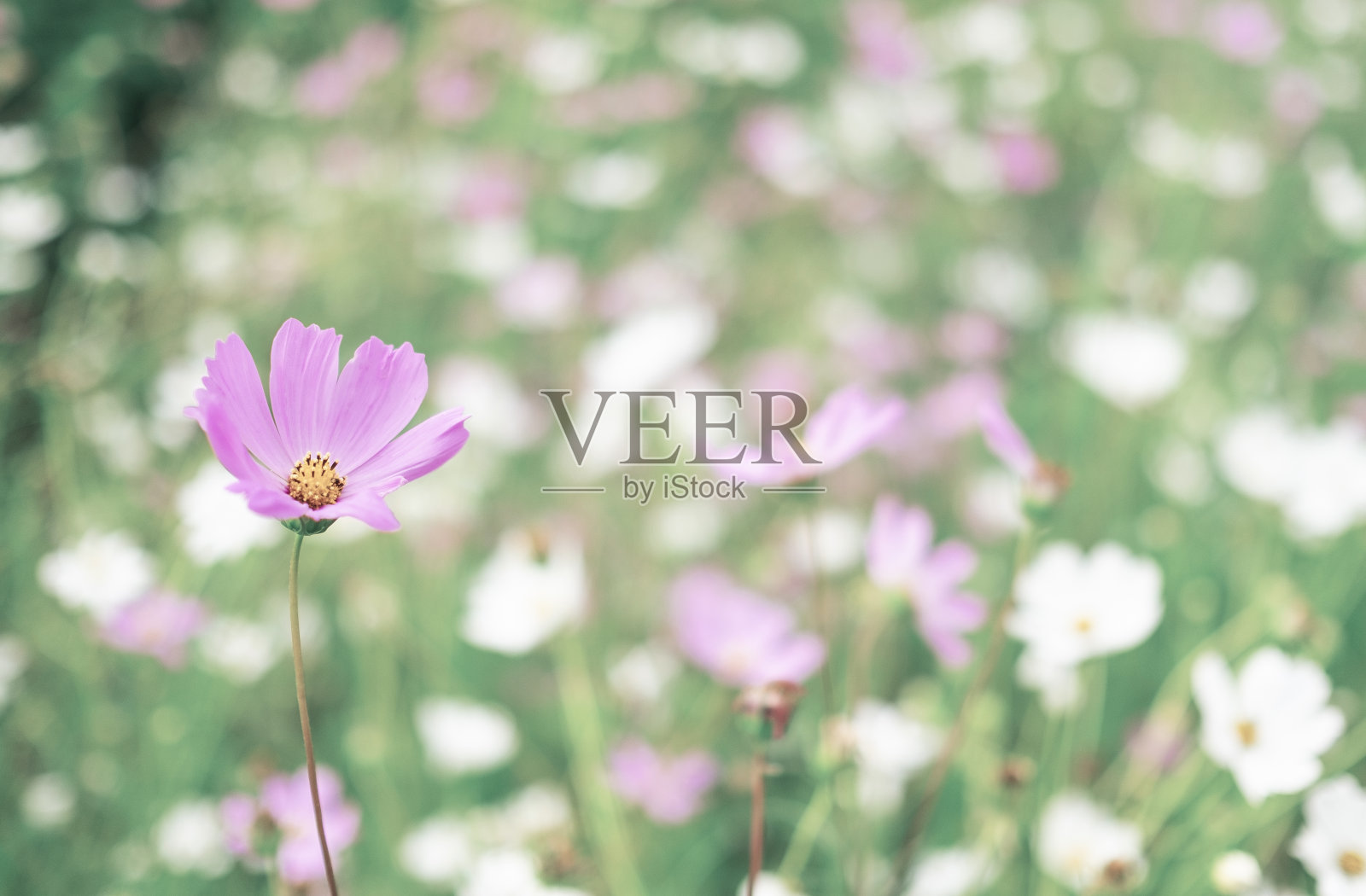 紫色和白色的宇宙花在田野里照片摄影图片