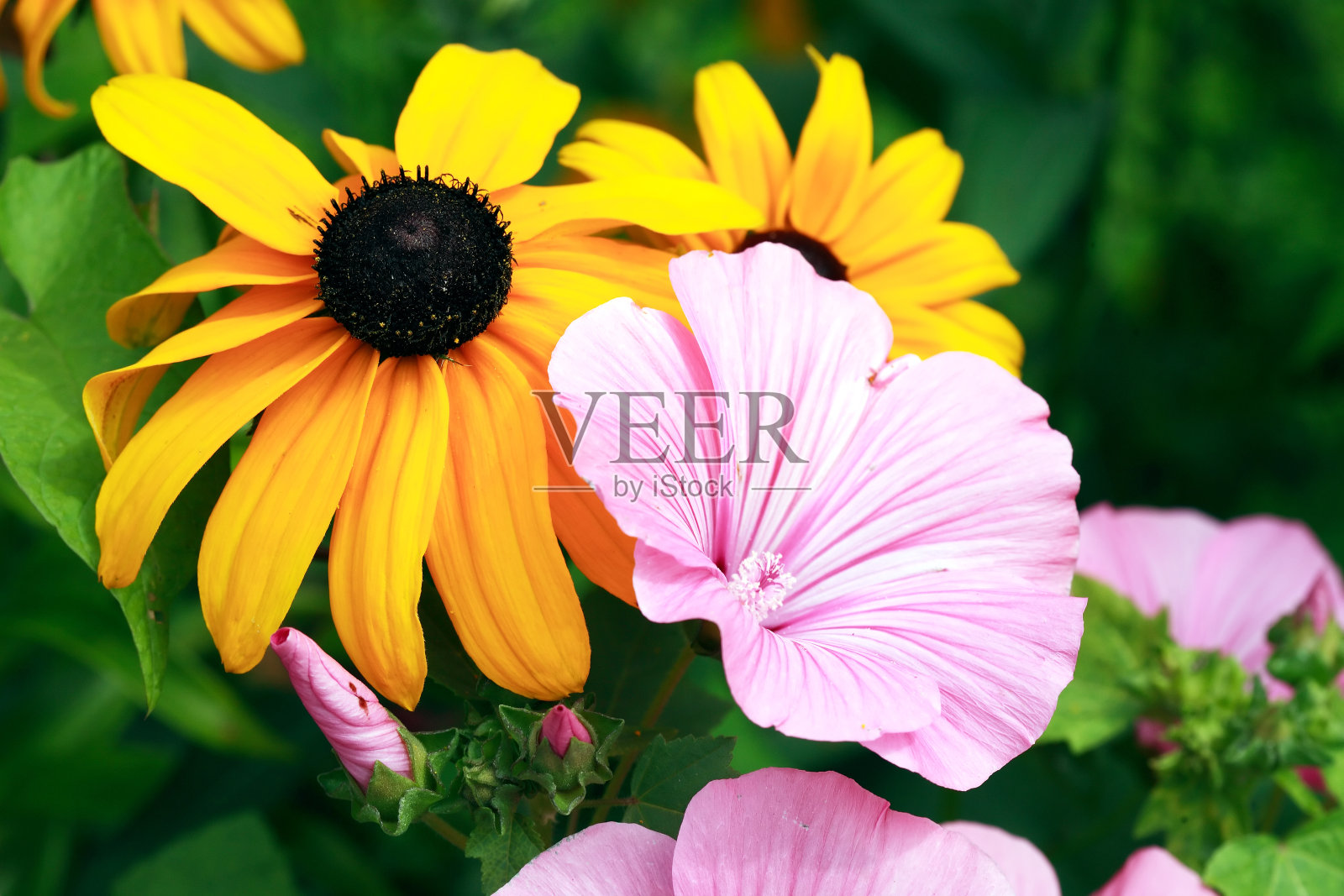 夏日花园之花照片摄影图片