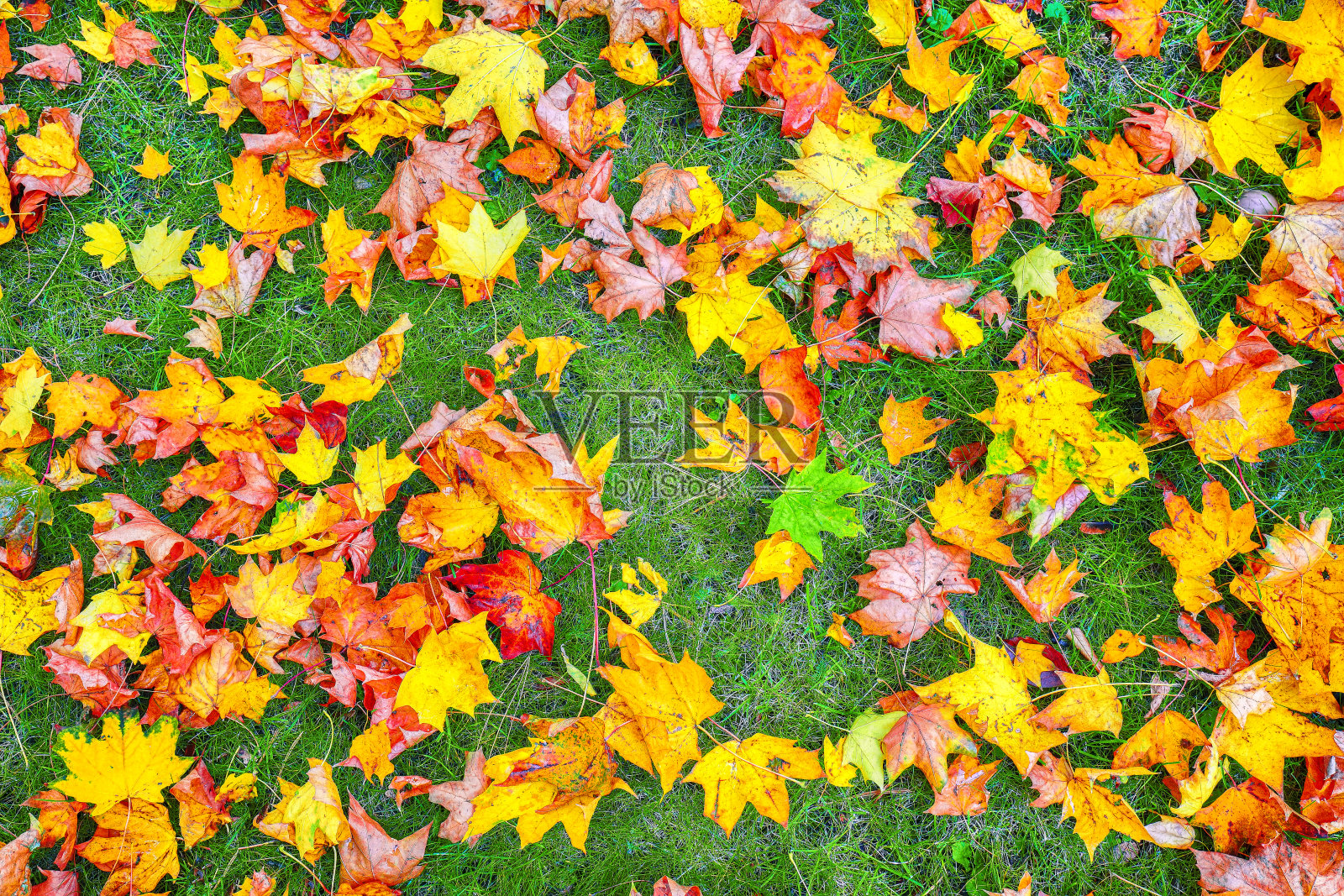 色彩斑斓的枫叶背景拉近了秋日的距离照片摄影图片
