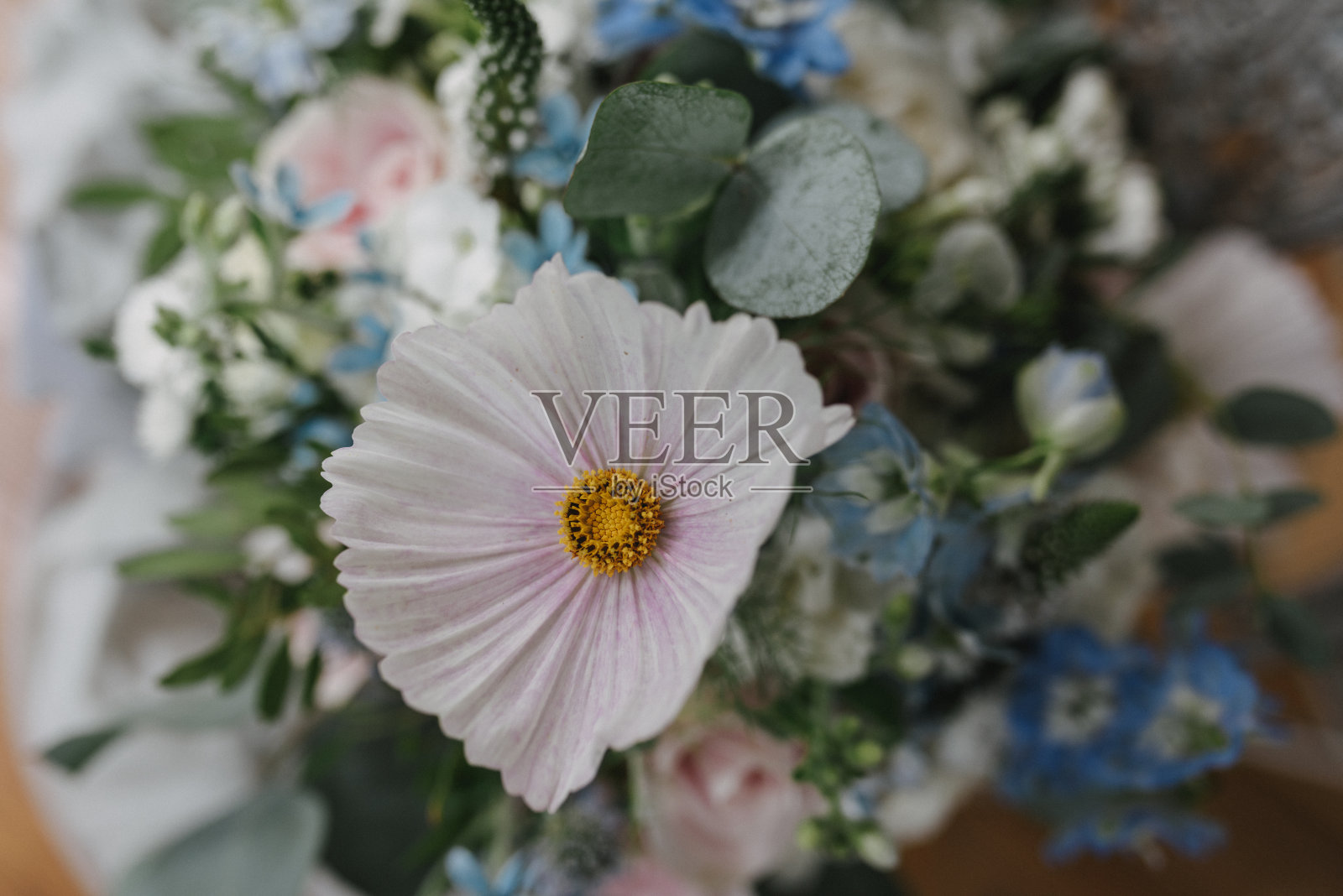 花的气味。照片摄影图片