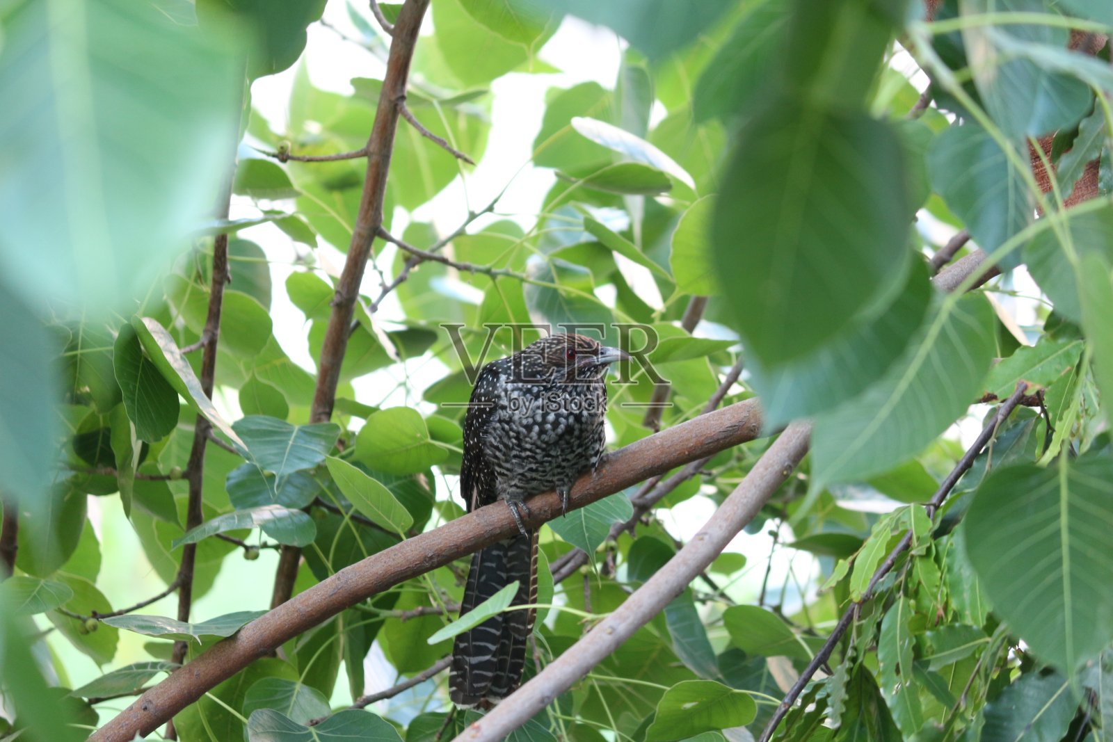 亚洲女性噪鹃照片摄影图片