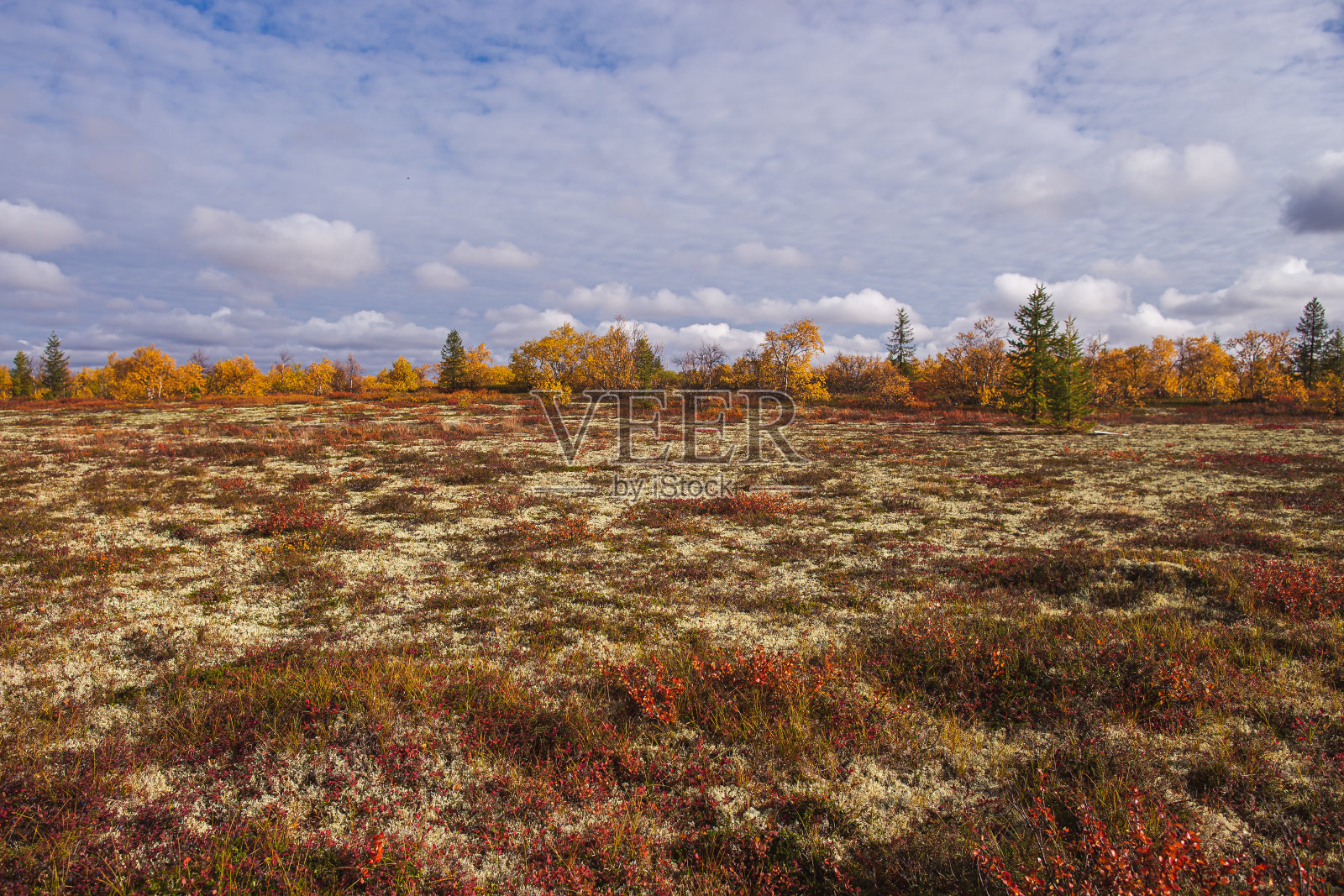 秋天的苔原与深的天空与云彩，苔原植物明亮的橙色和红色的颜色在一个晴朗的日子照片摄影图片