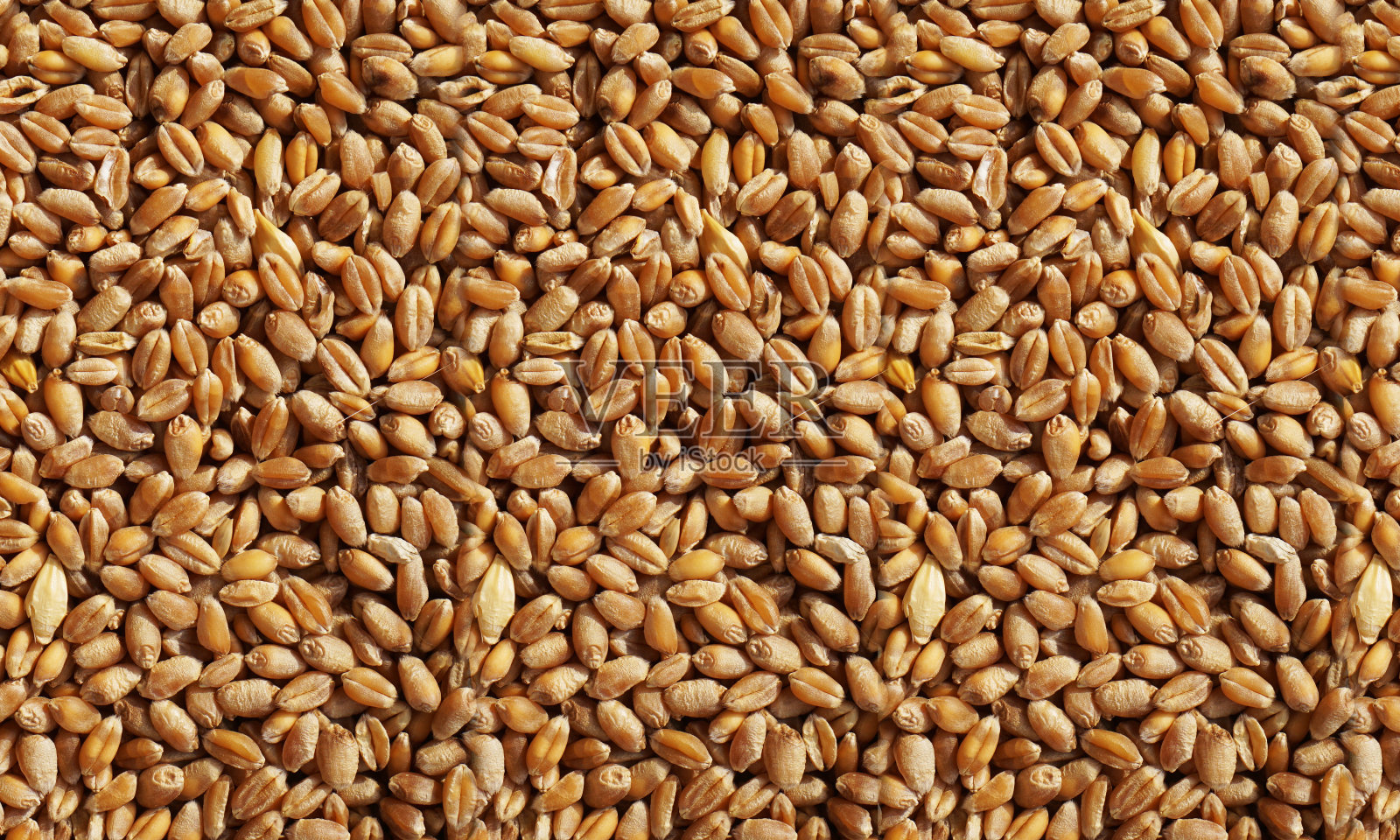 以小麦粒为背景纹理照片摄影图片