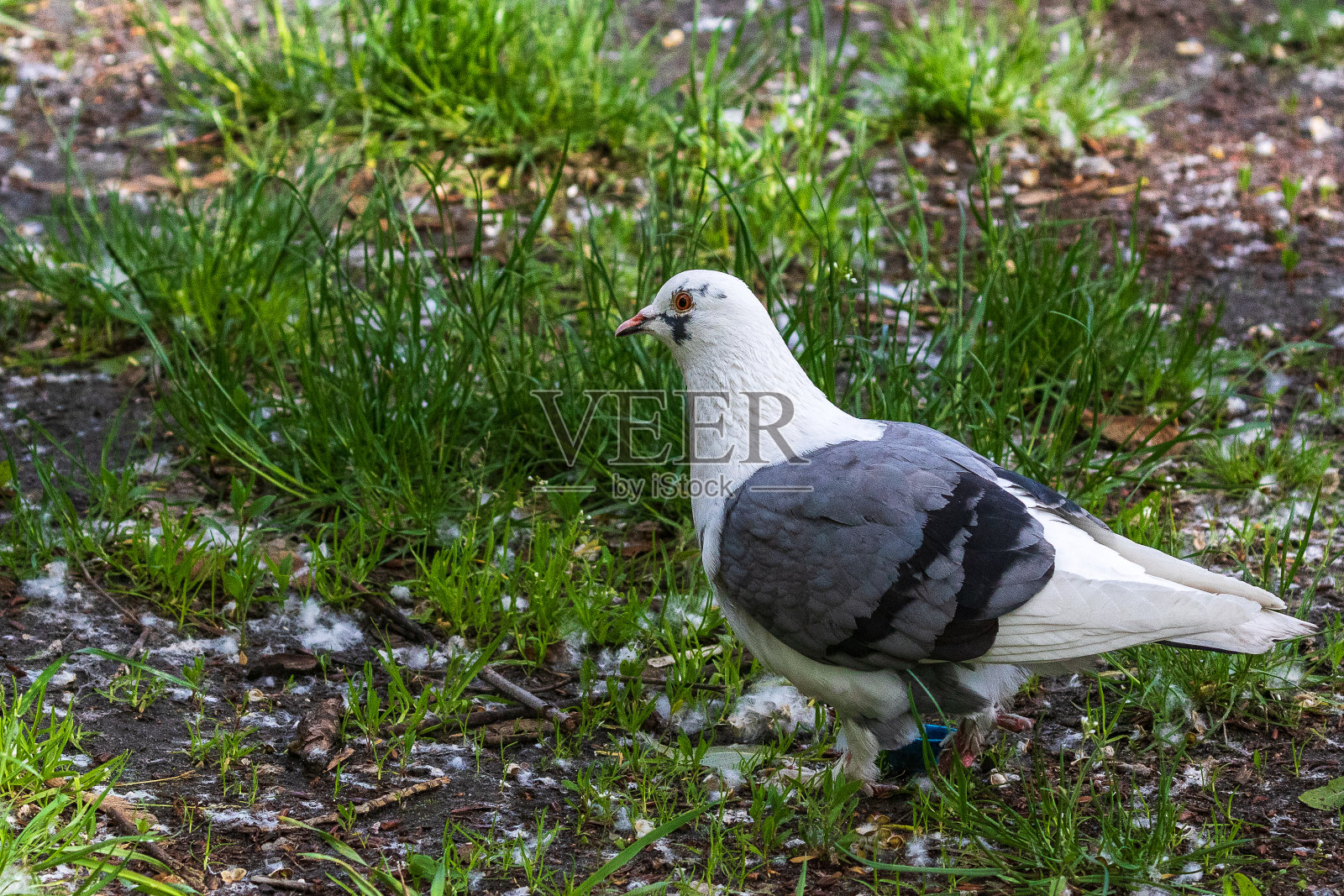 一只美丽的白鸽。公园里白鸽的美丽。照片摄影图片