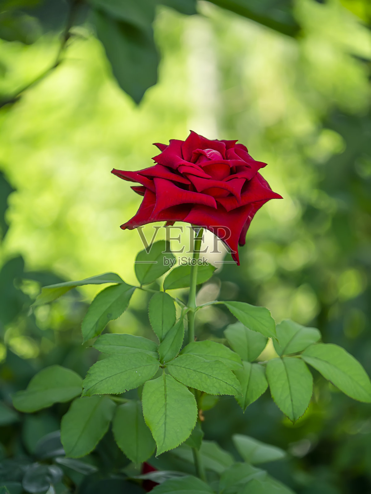 暗红色的玫瑰花(大马士革蔷薇)带有水滴。照片摄影图片
