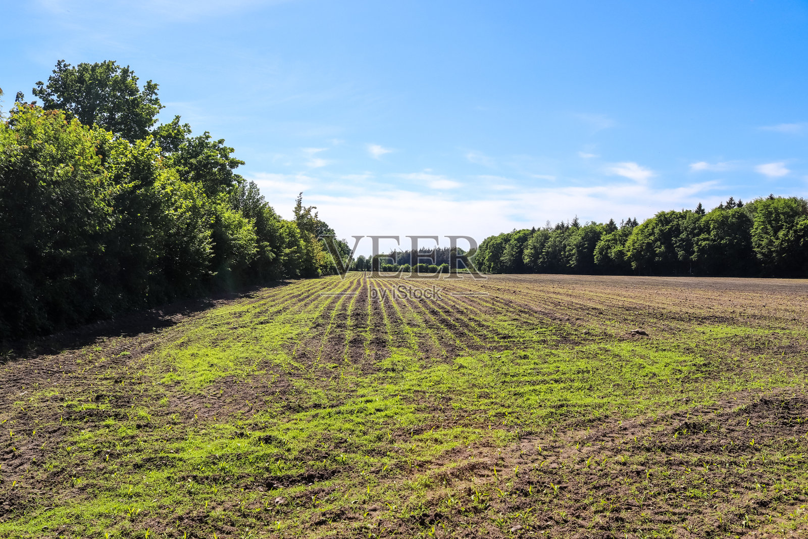 在一个透视图中近距离观察在一个农业领域的幼苗照片摄影图片