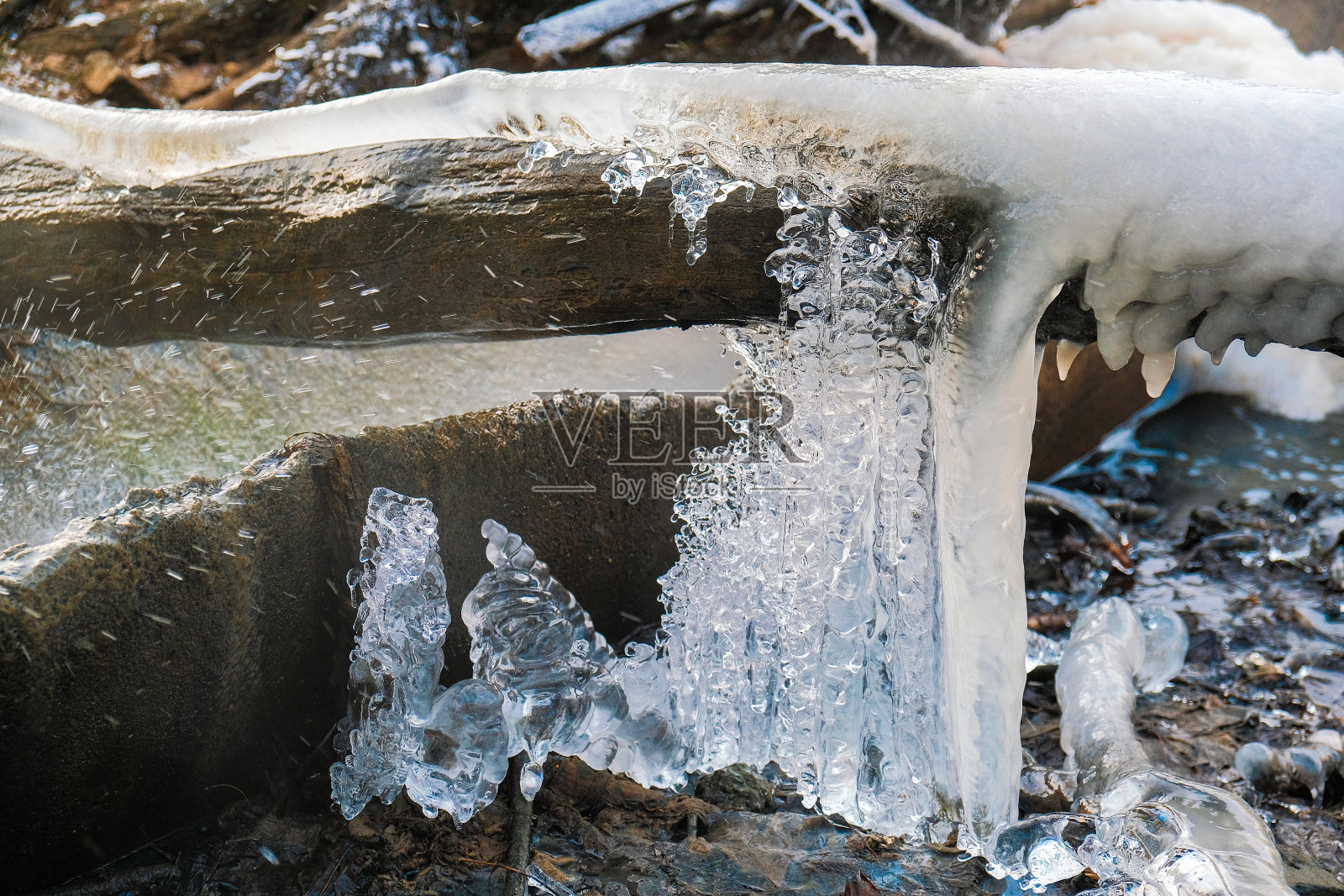 冰冻的树叶和树枝闪闪发光照片摄影图片