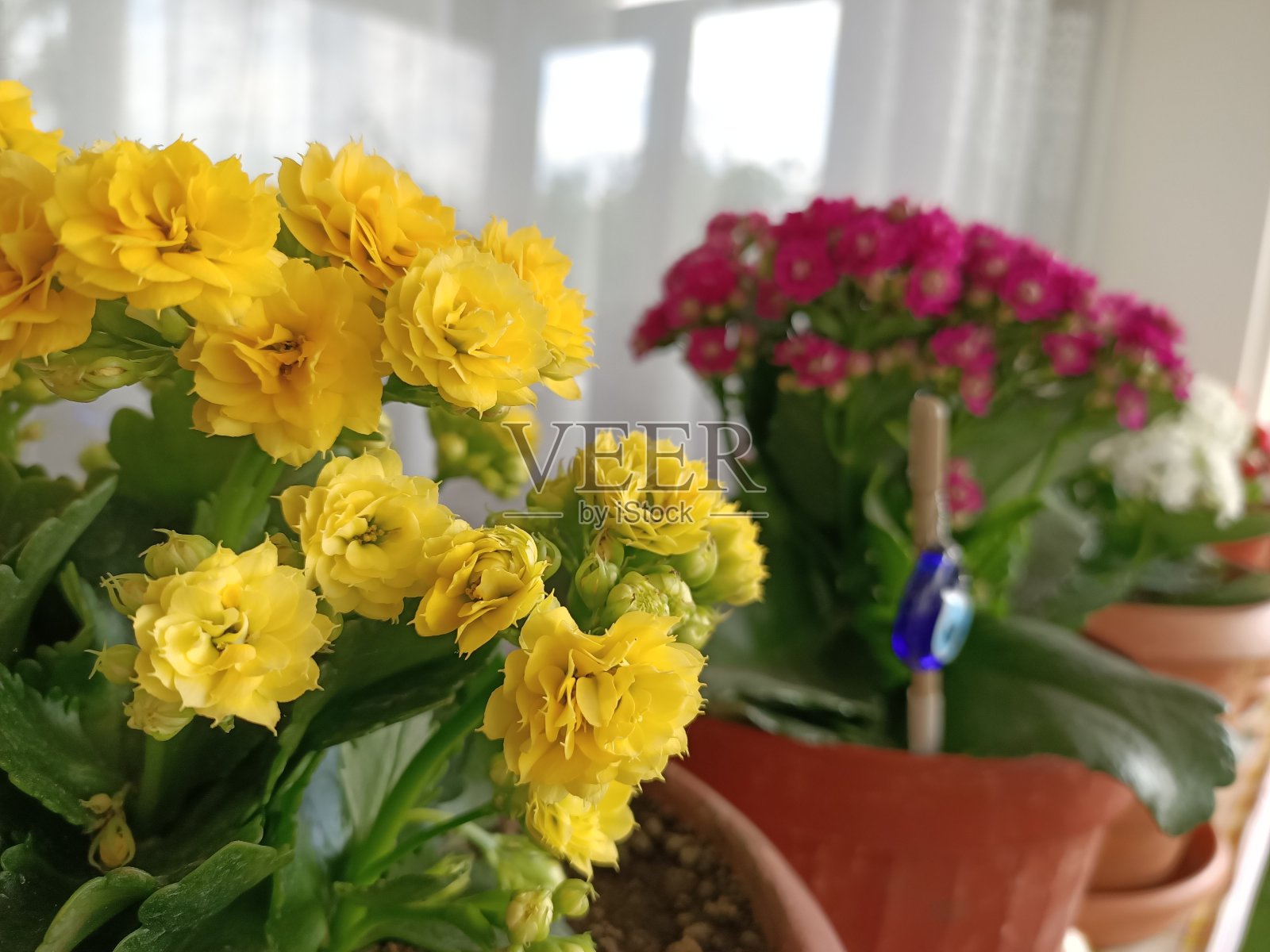 黄色和粉红色的花照片摄影图片