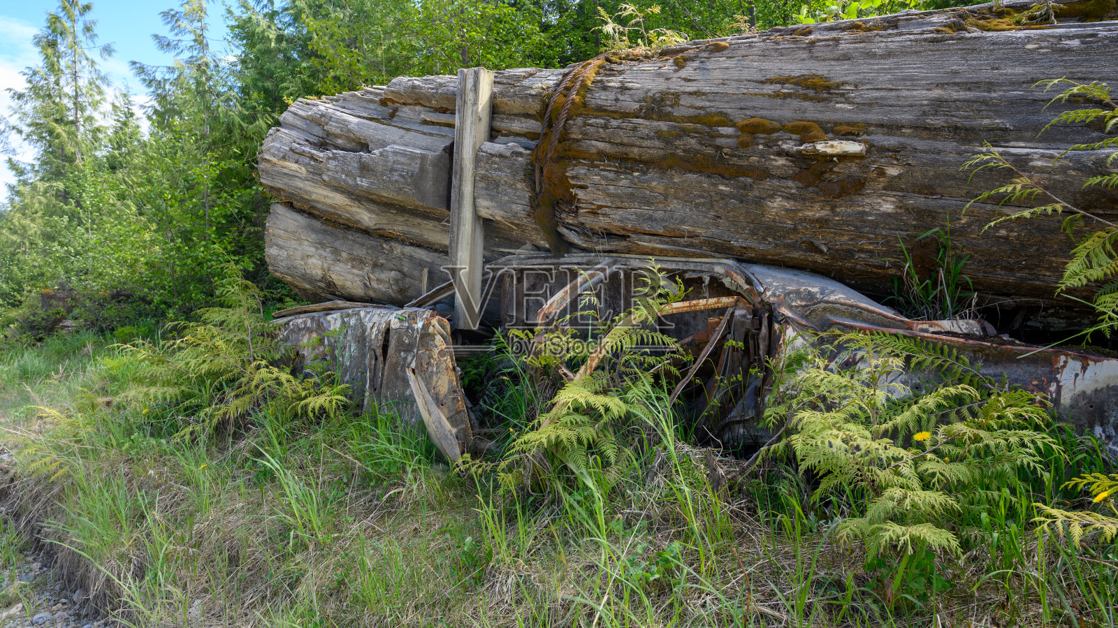 斯科特角车祸温哥华岛照片摄影图片