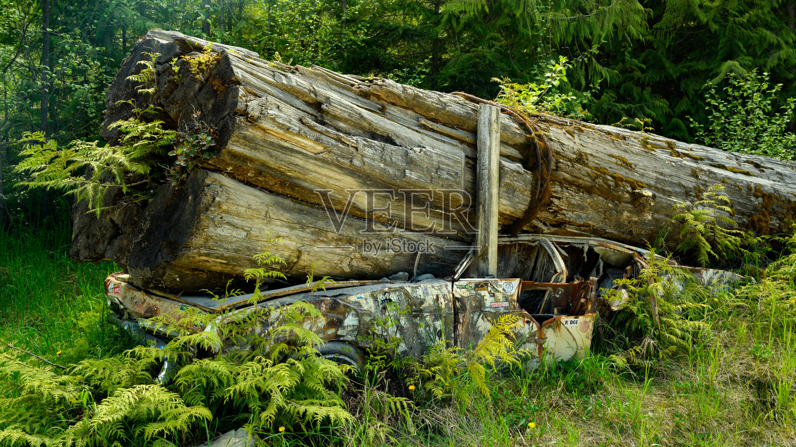 斯科特角车祸温哥华岛照片摄影图片